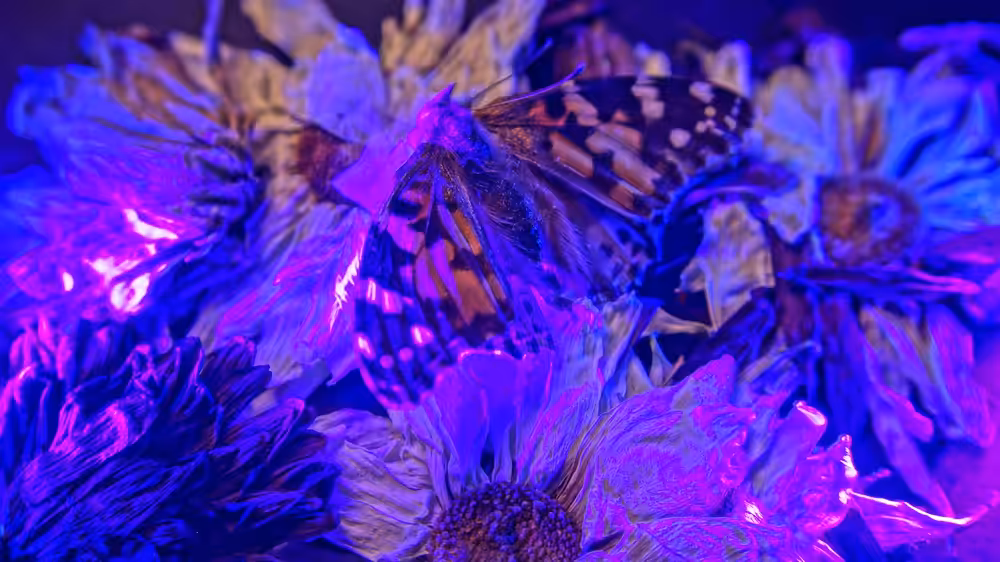 Painted Lady Summer