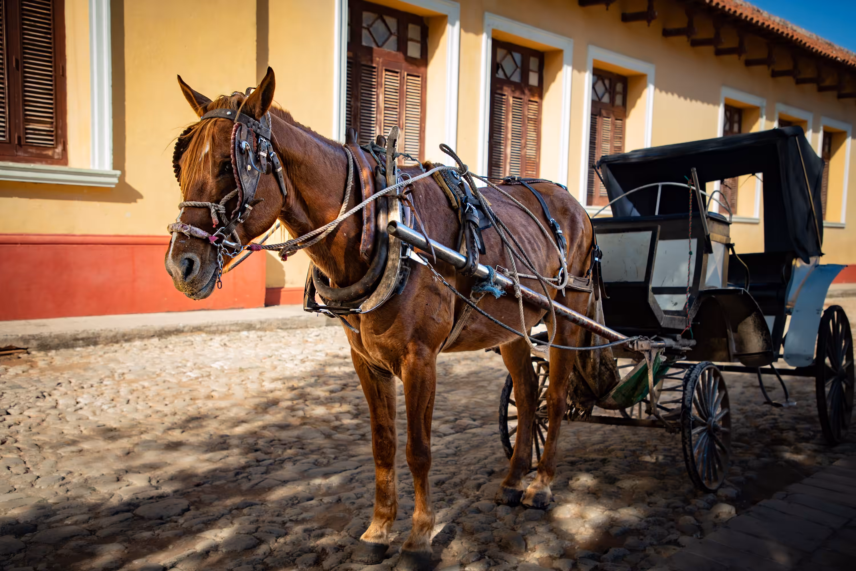 Horse Power