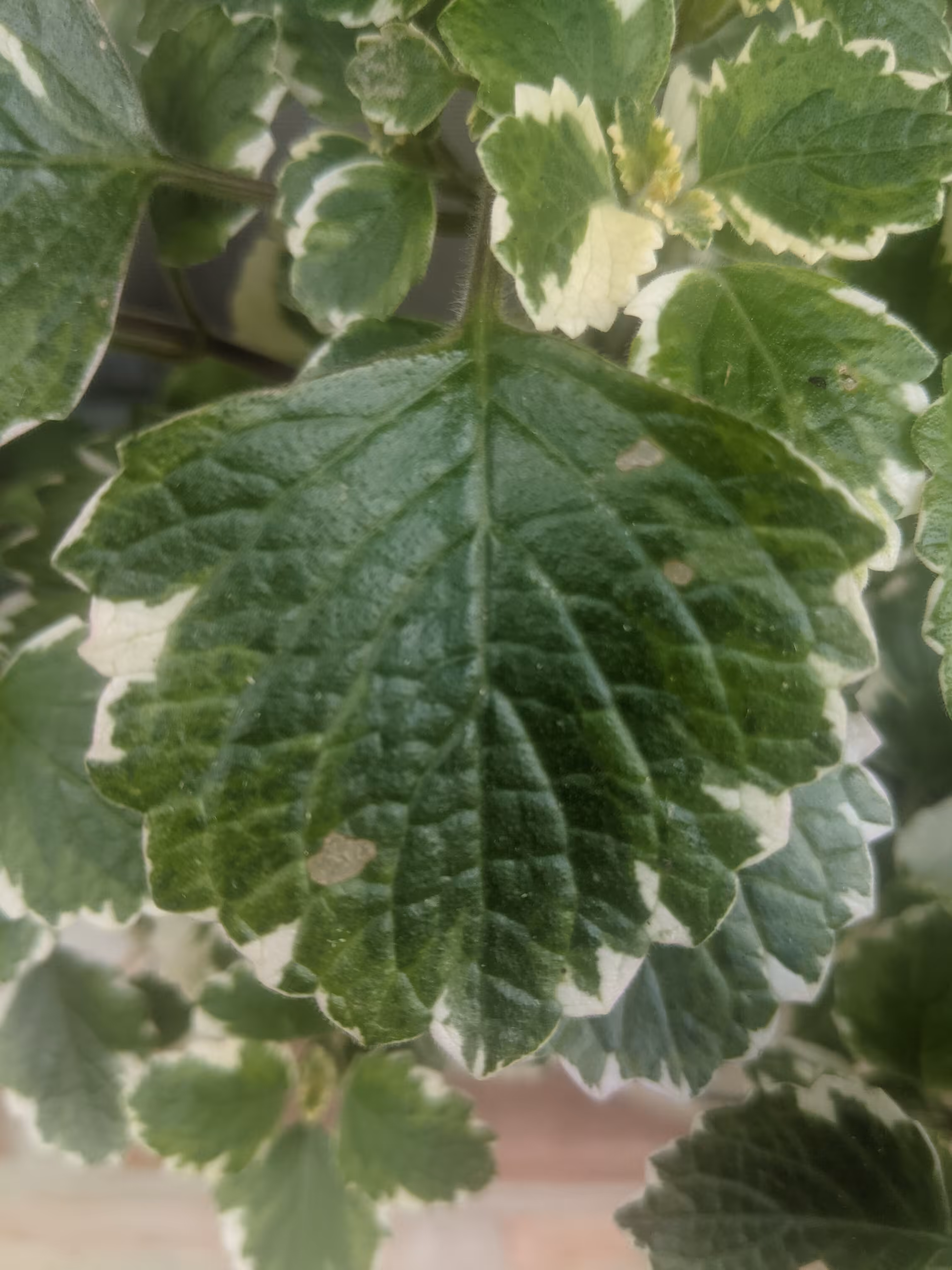 Leaf