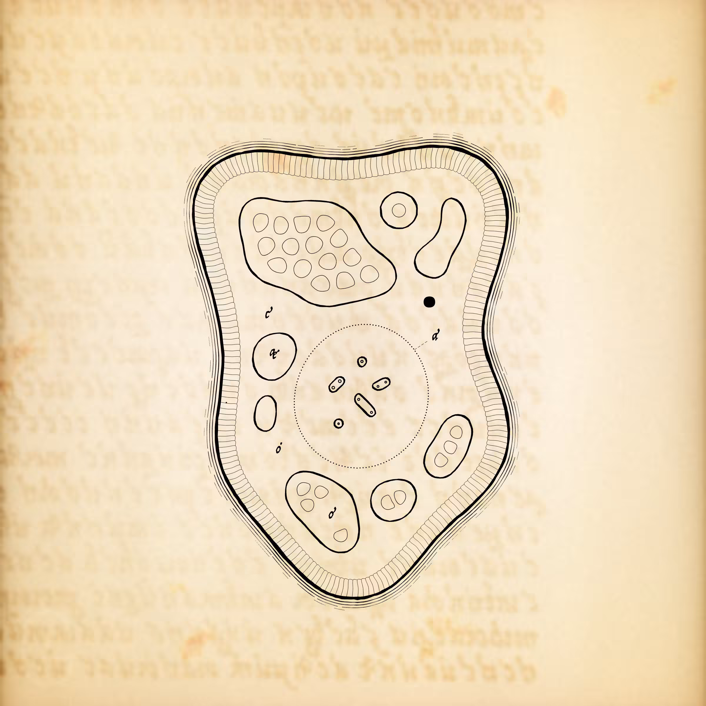 Cytographia #105