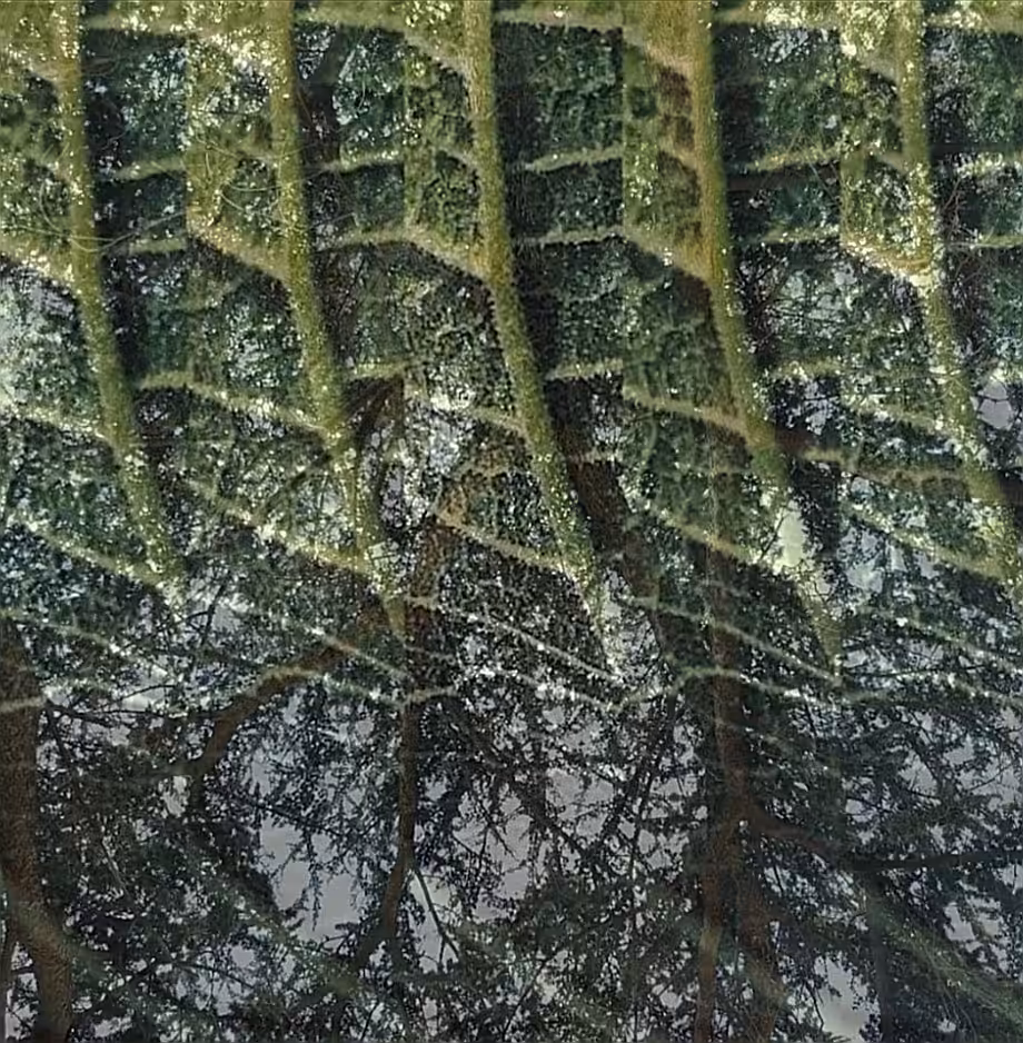 Reflet of tree on leaves 