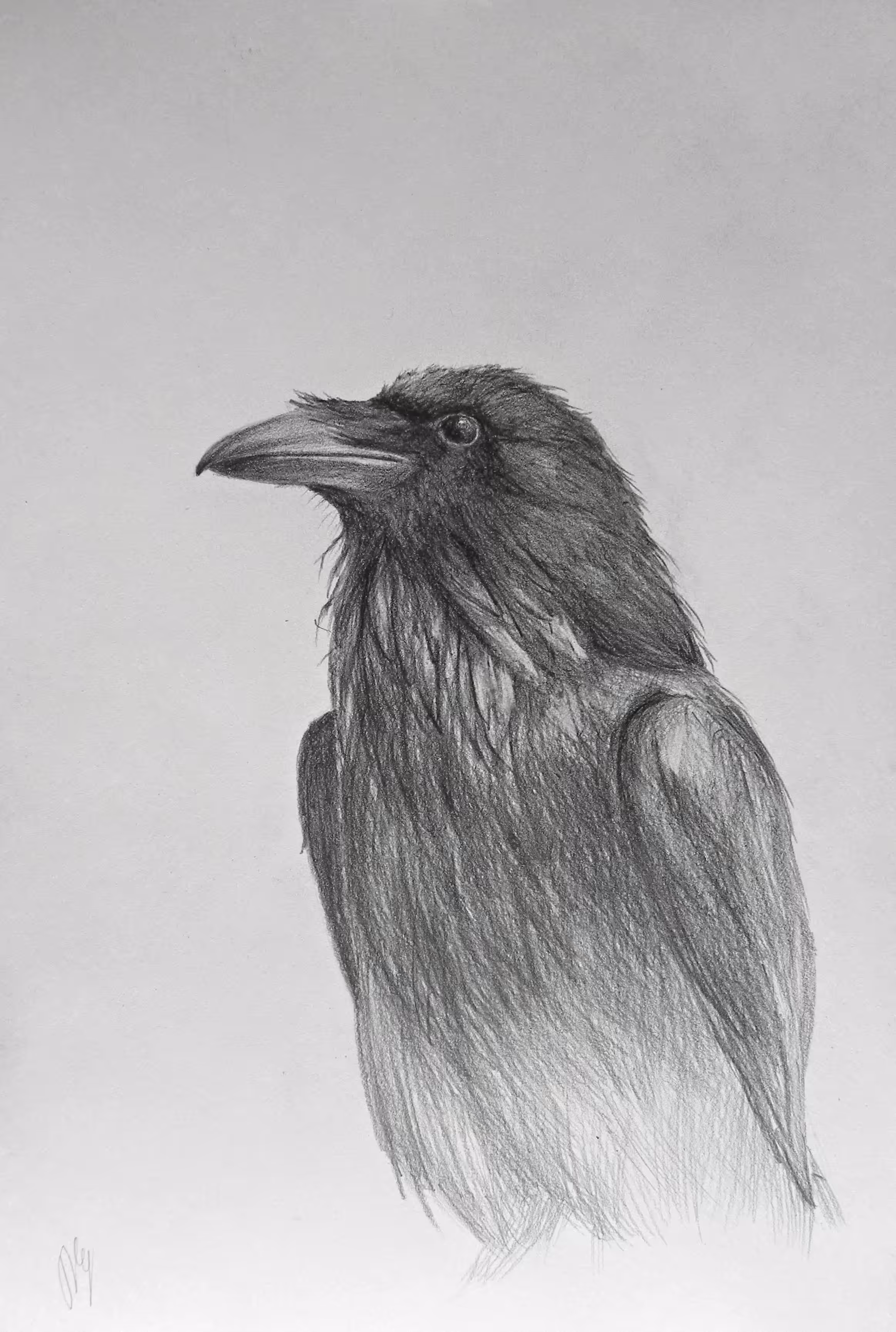 The Crow