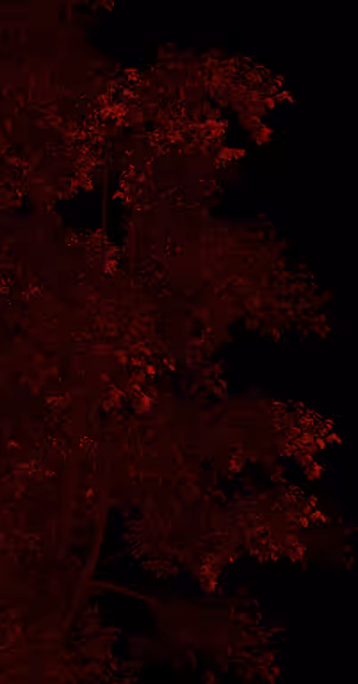 memory GIFS: JUNGLE IN RGB
