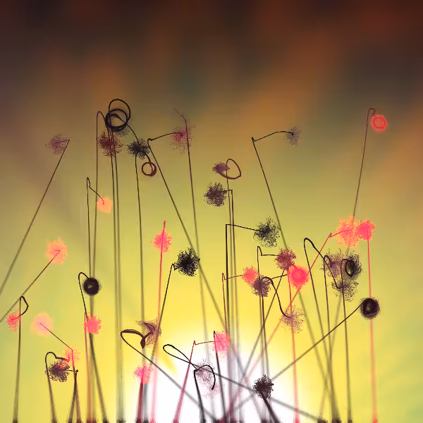 Cottongrass #5
