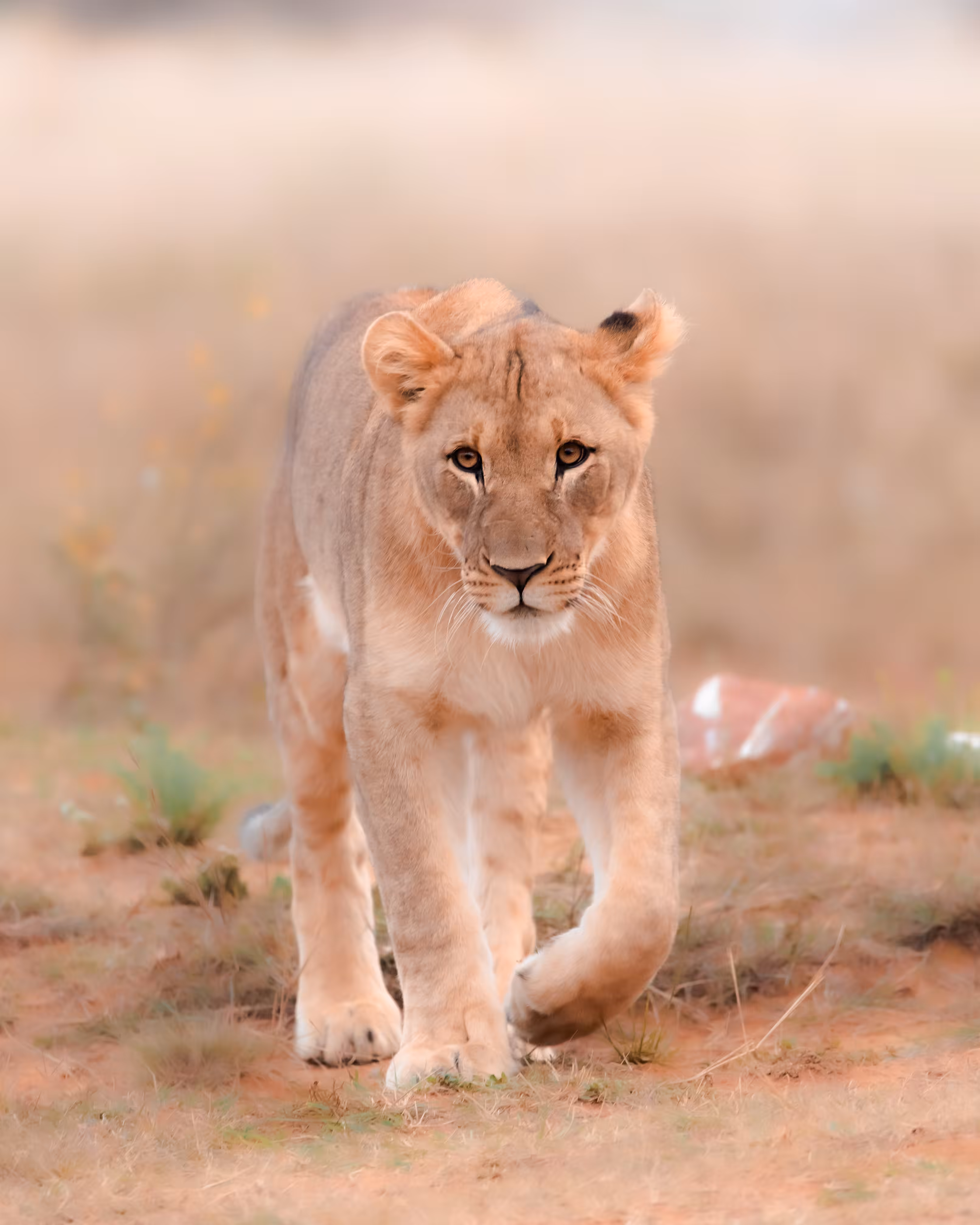 Lioness Portrait II