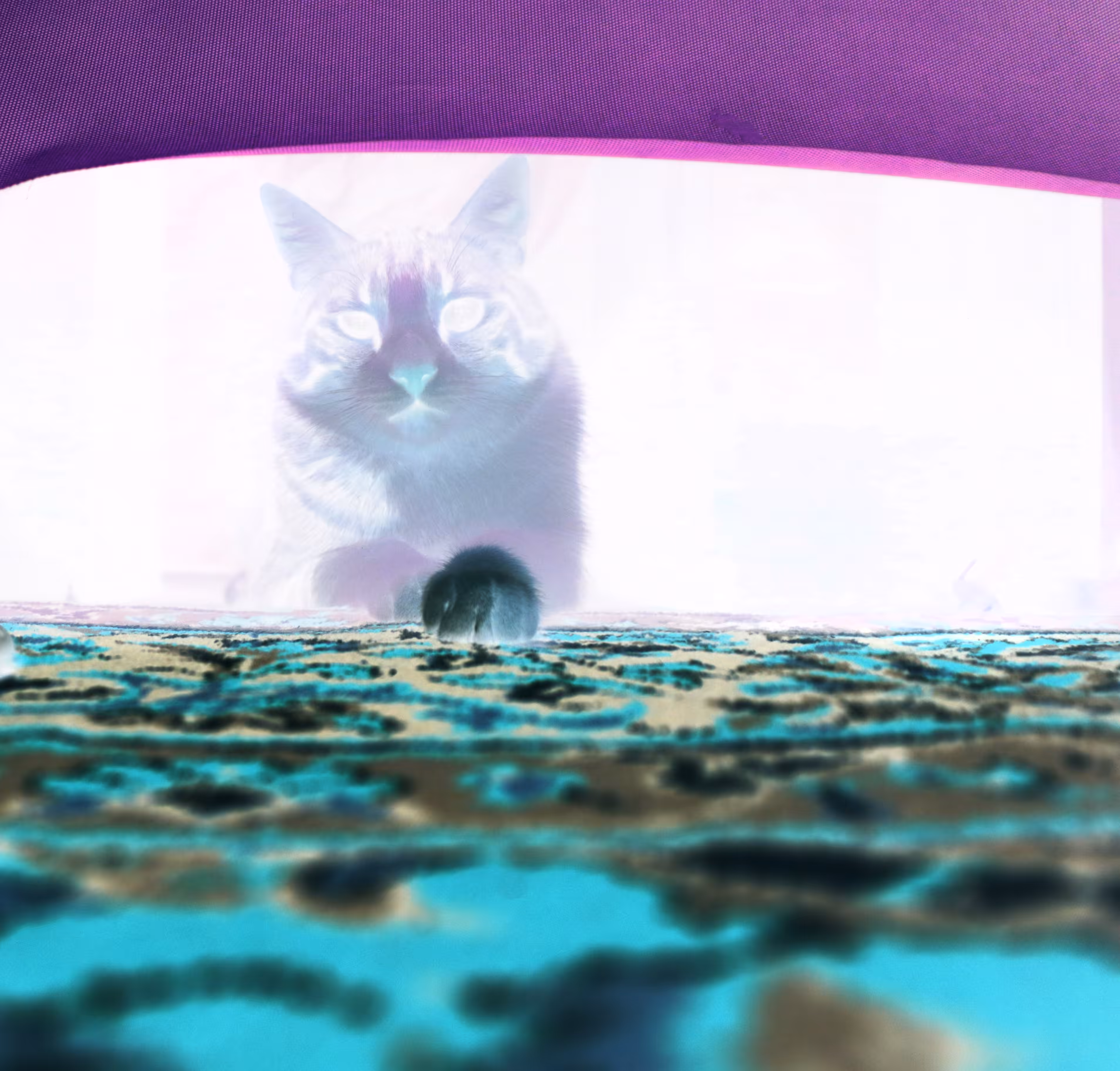 The Lion King magenta