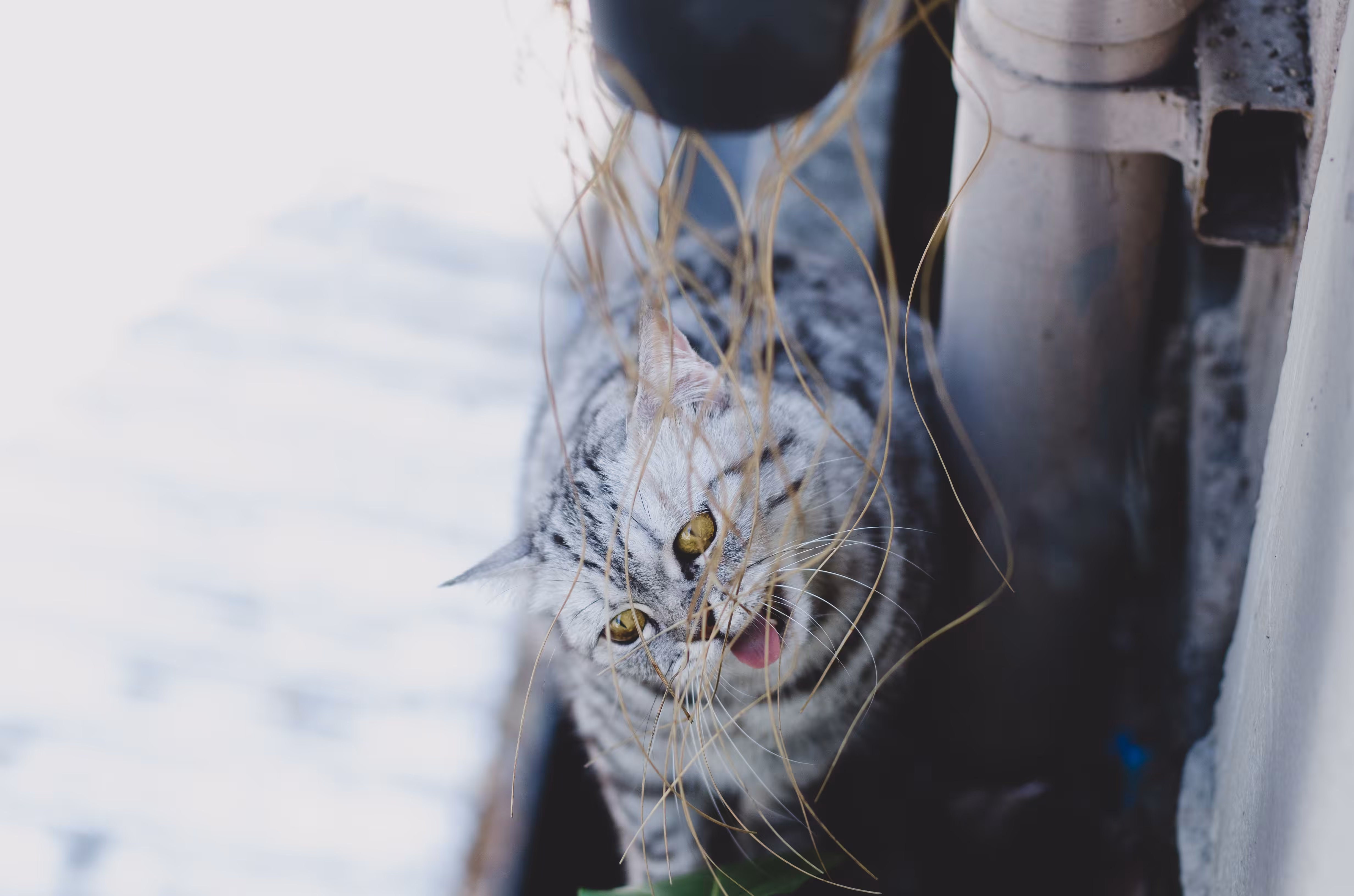 MM_Scaredy cat 3/4