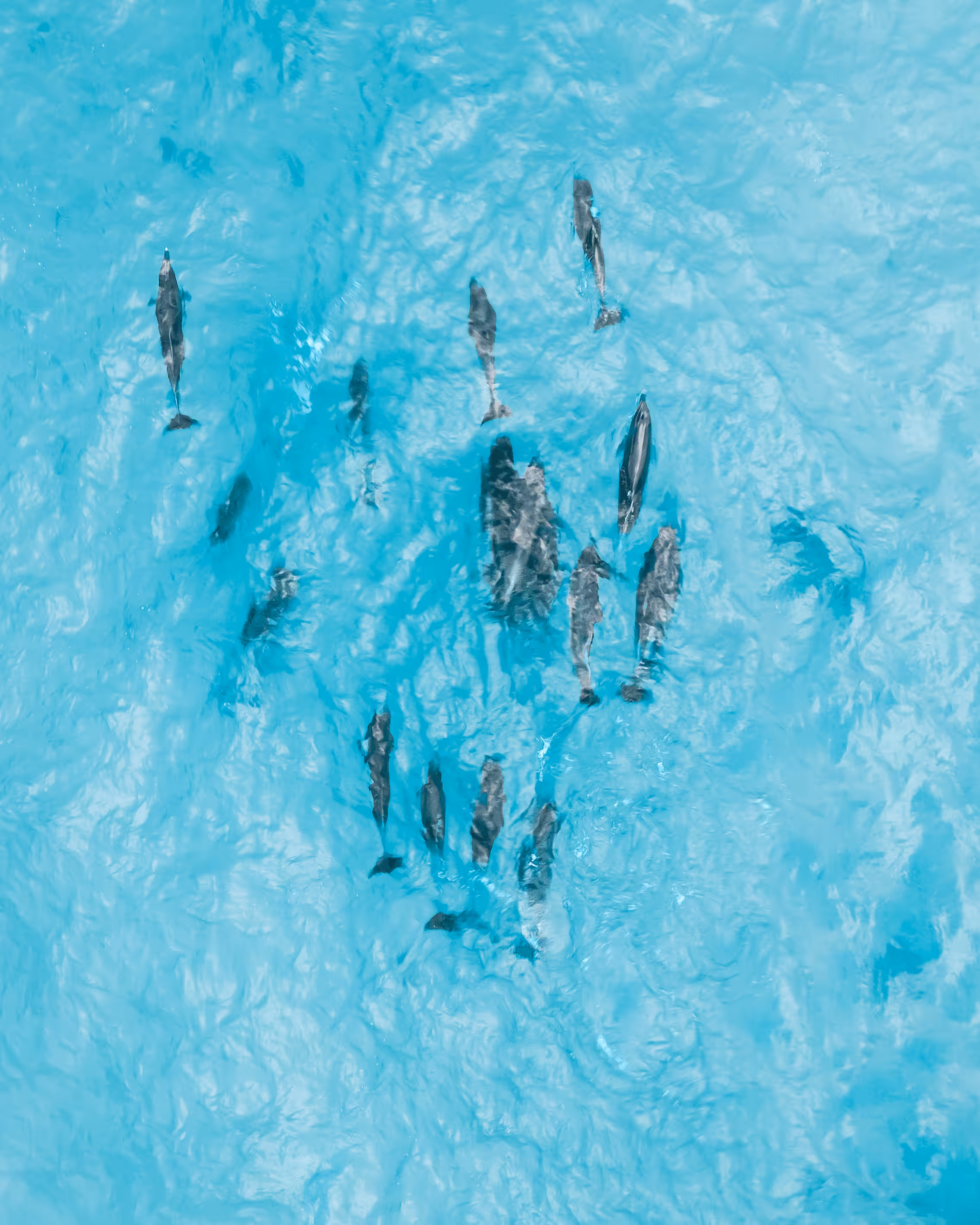 Ocean Raw #24