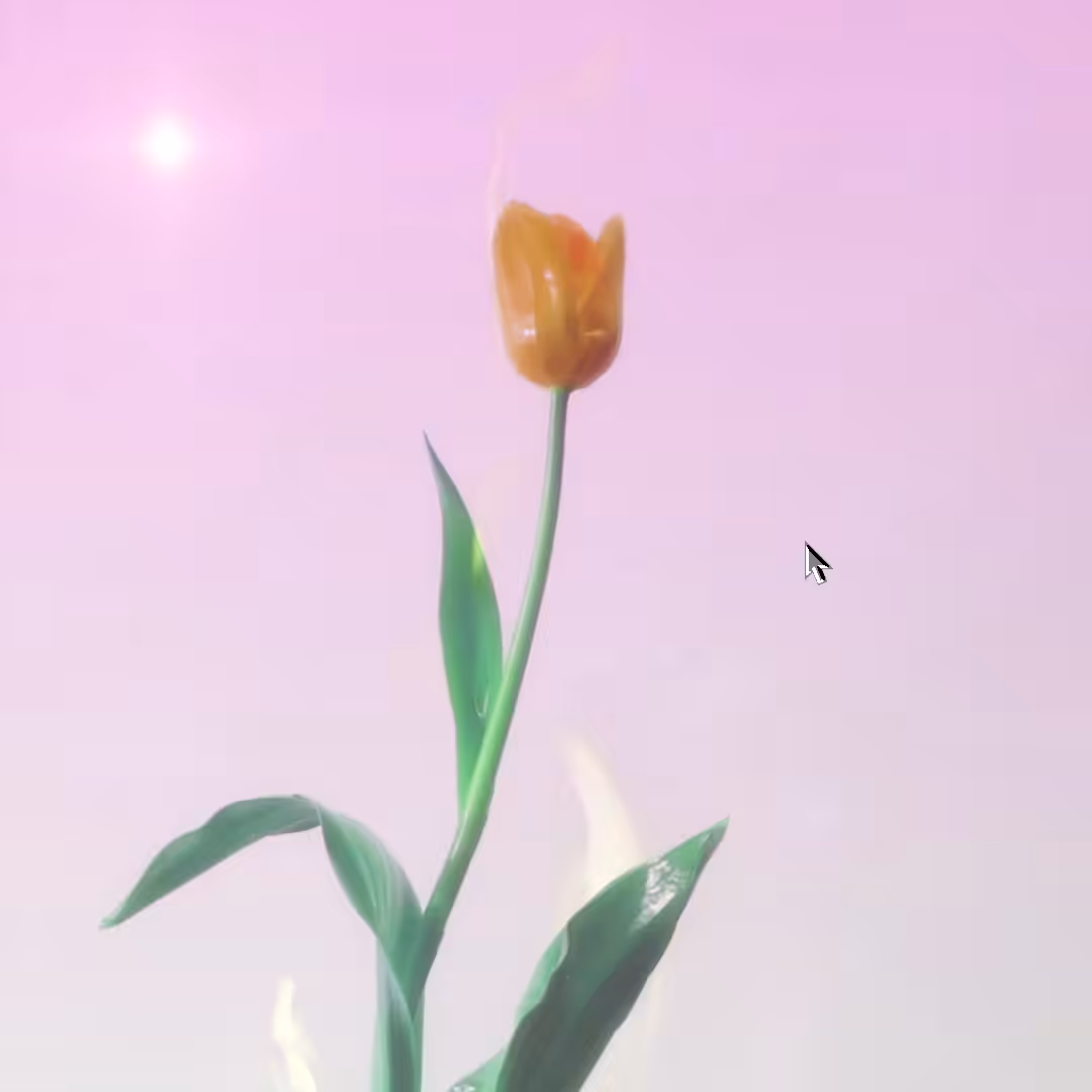 Burning Tulip
