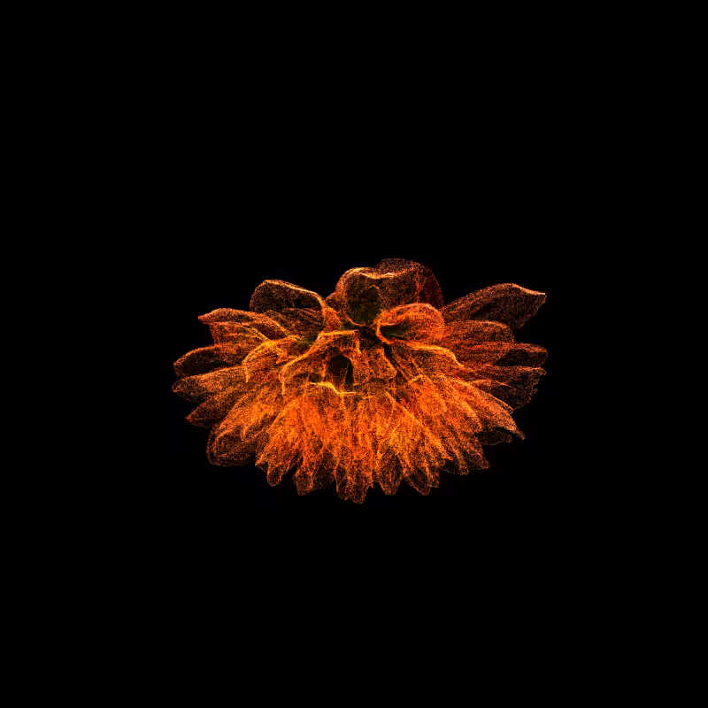 Dahlia Pinnata 30 #72