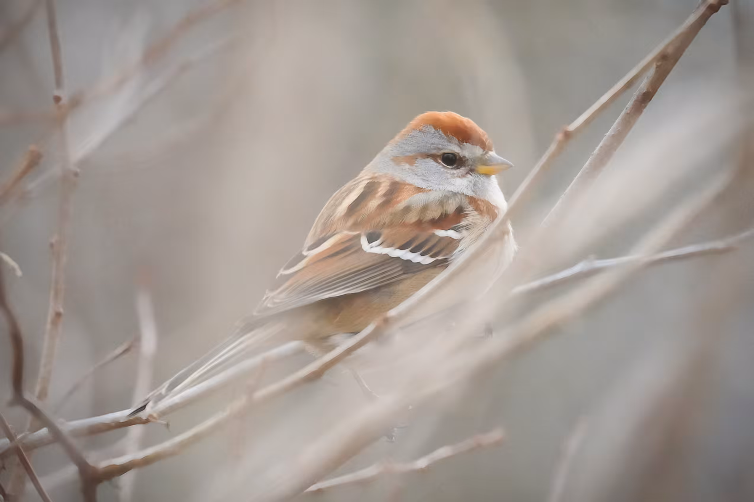Watching Tree Sparrow