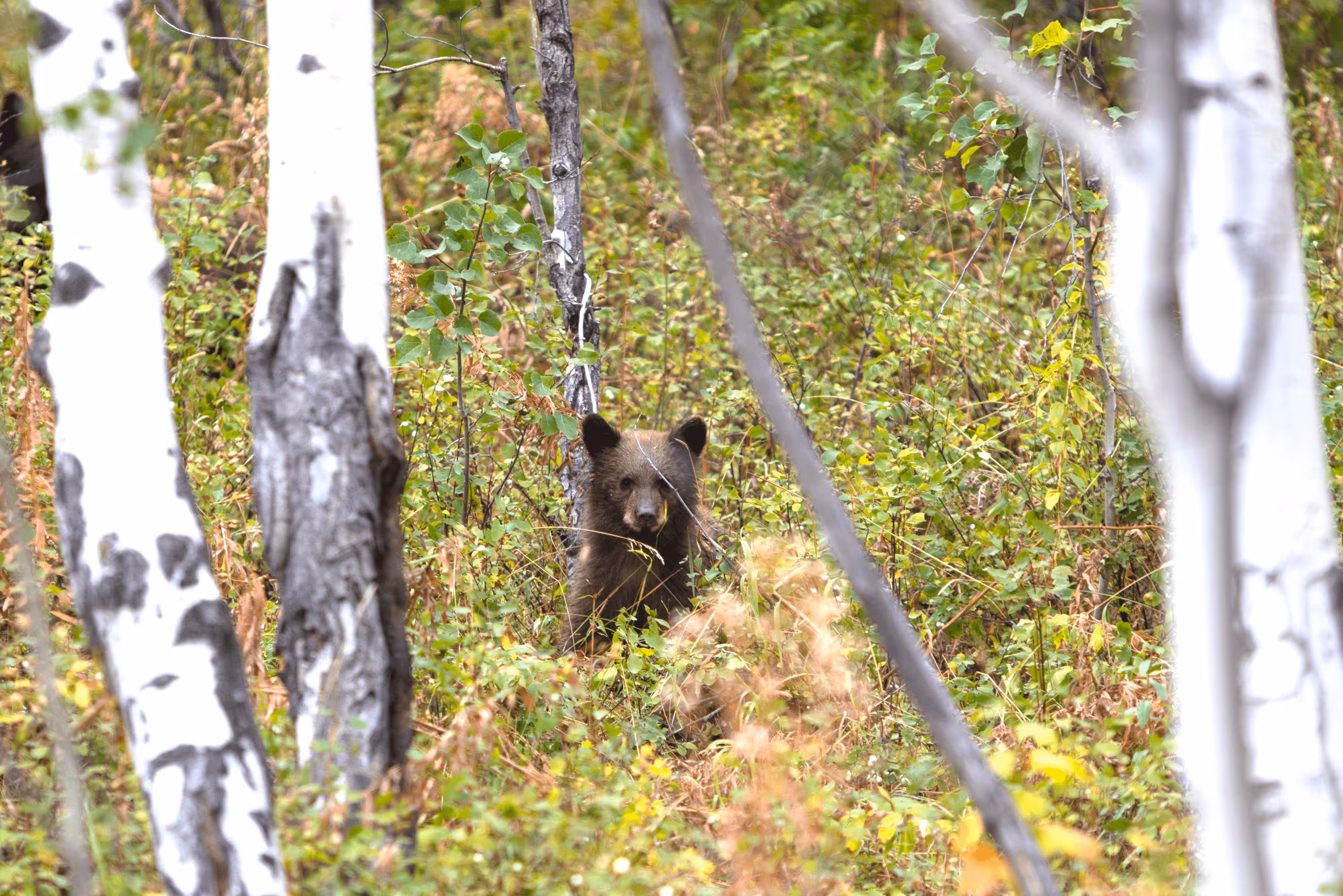 Balance #25 Black Bear