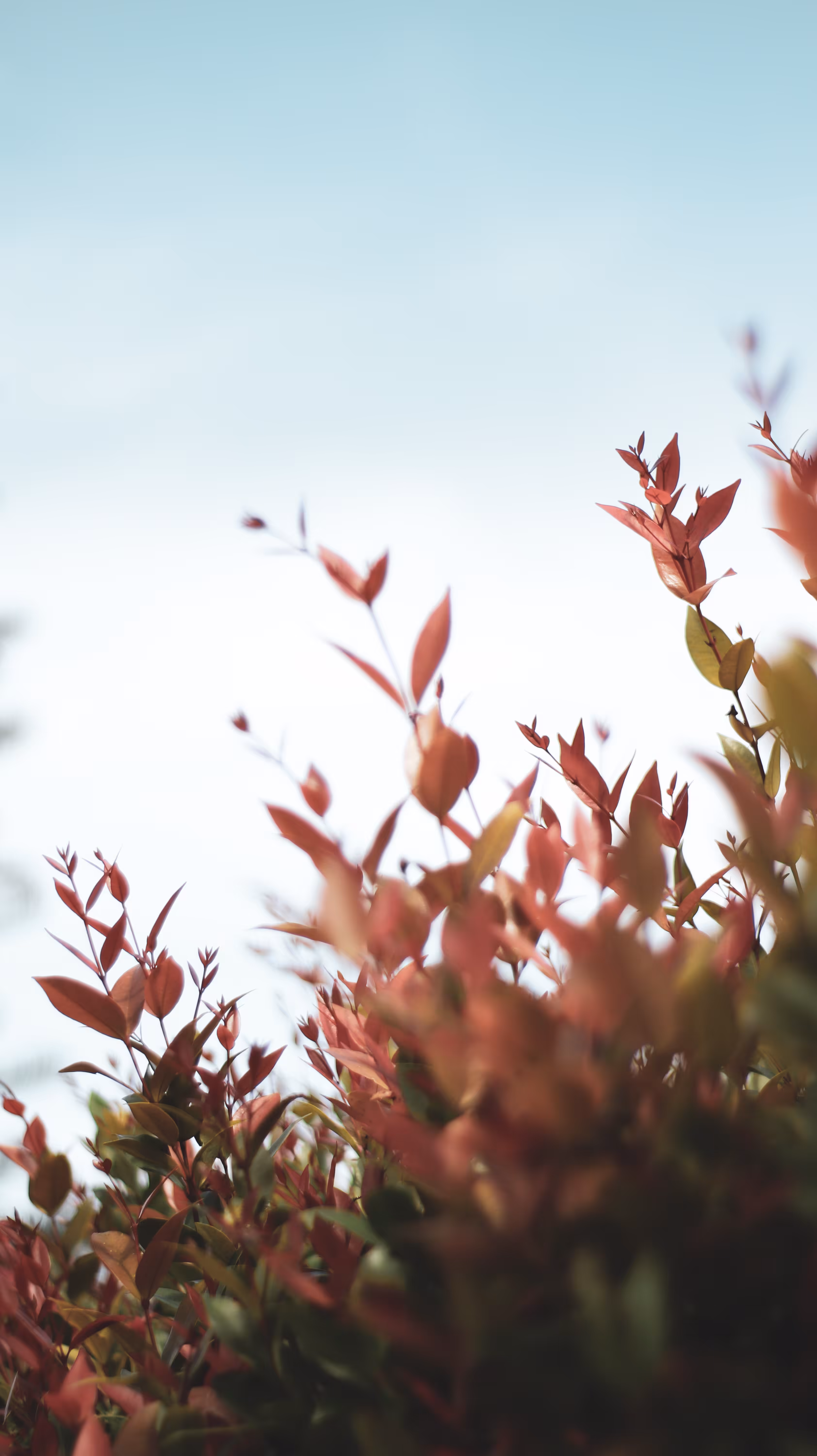 Warm Colors, Cold Weather