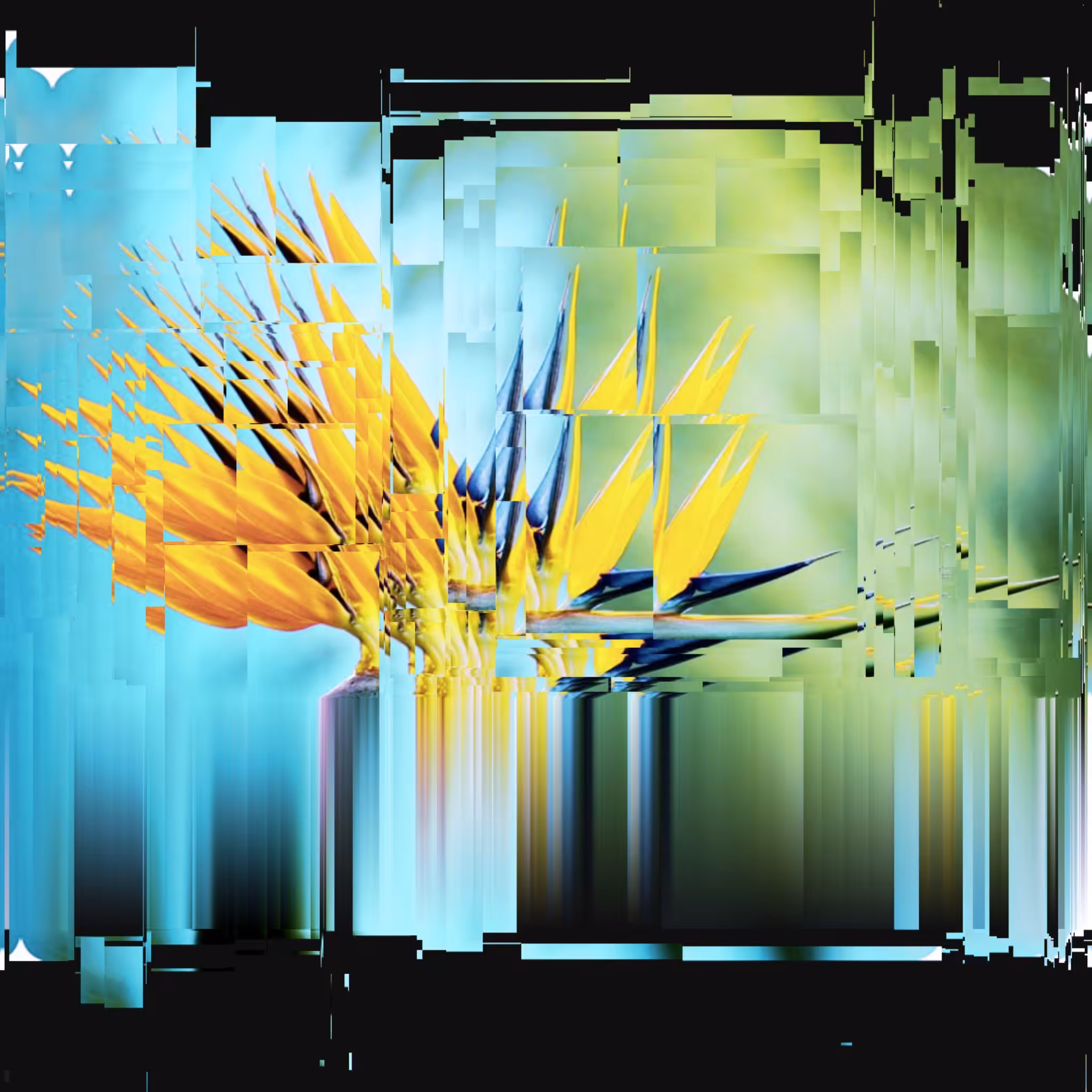 bird-of-paradise are weeds