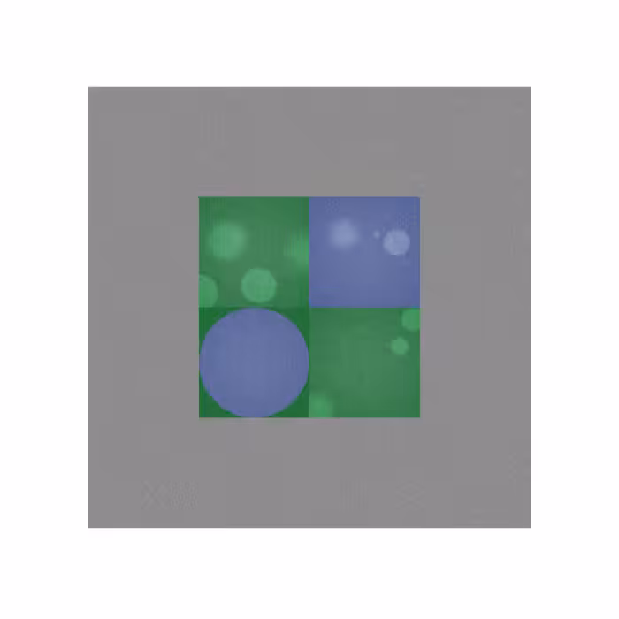 FOCUS #6