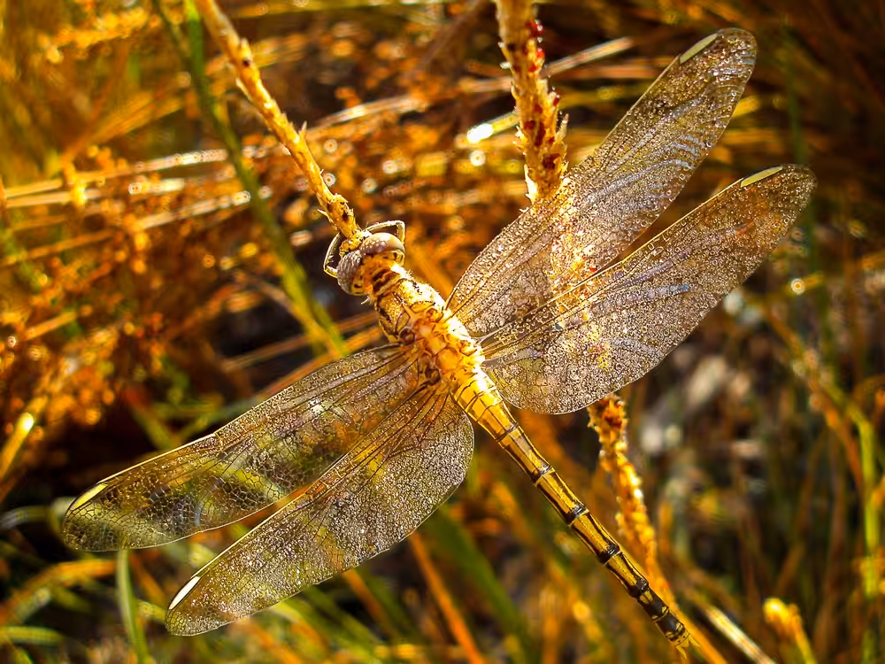 Rainbow Winged Dragonfly.