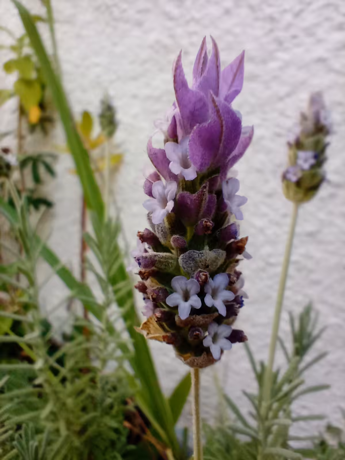 Saint Germain Flower - Lavender