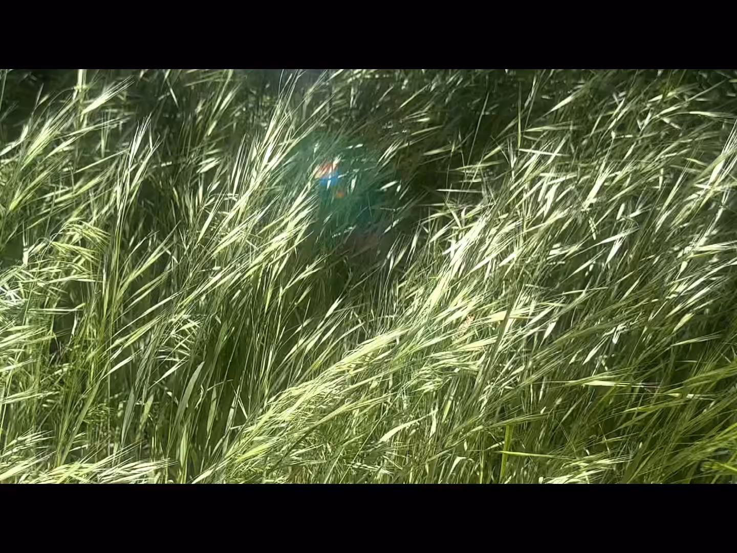Nature’s heartbeat 