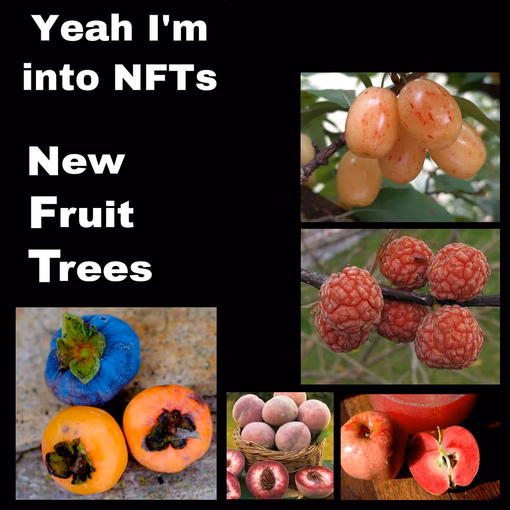 N(ew) F(ruit) T(rees)