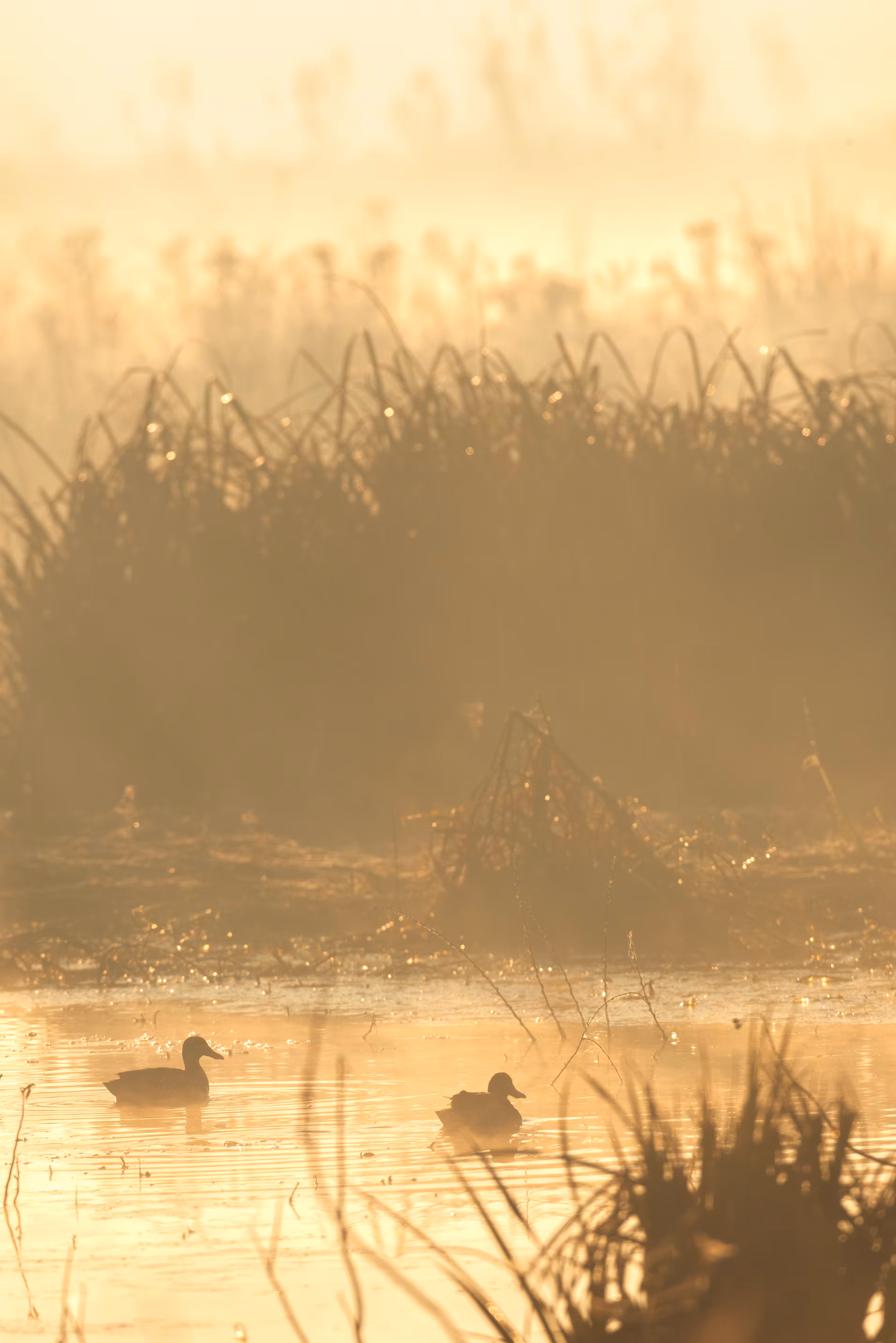 Whispers of the Wetland