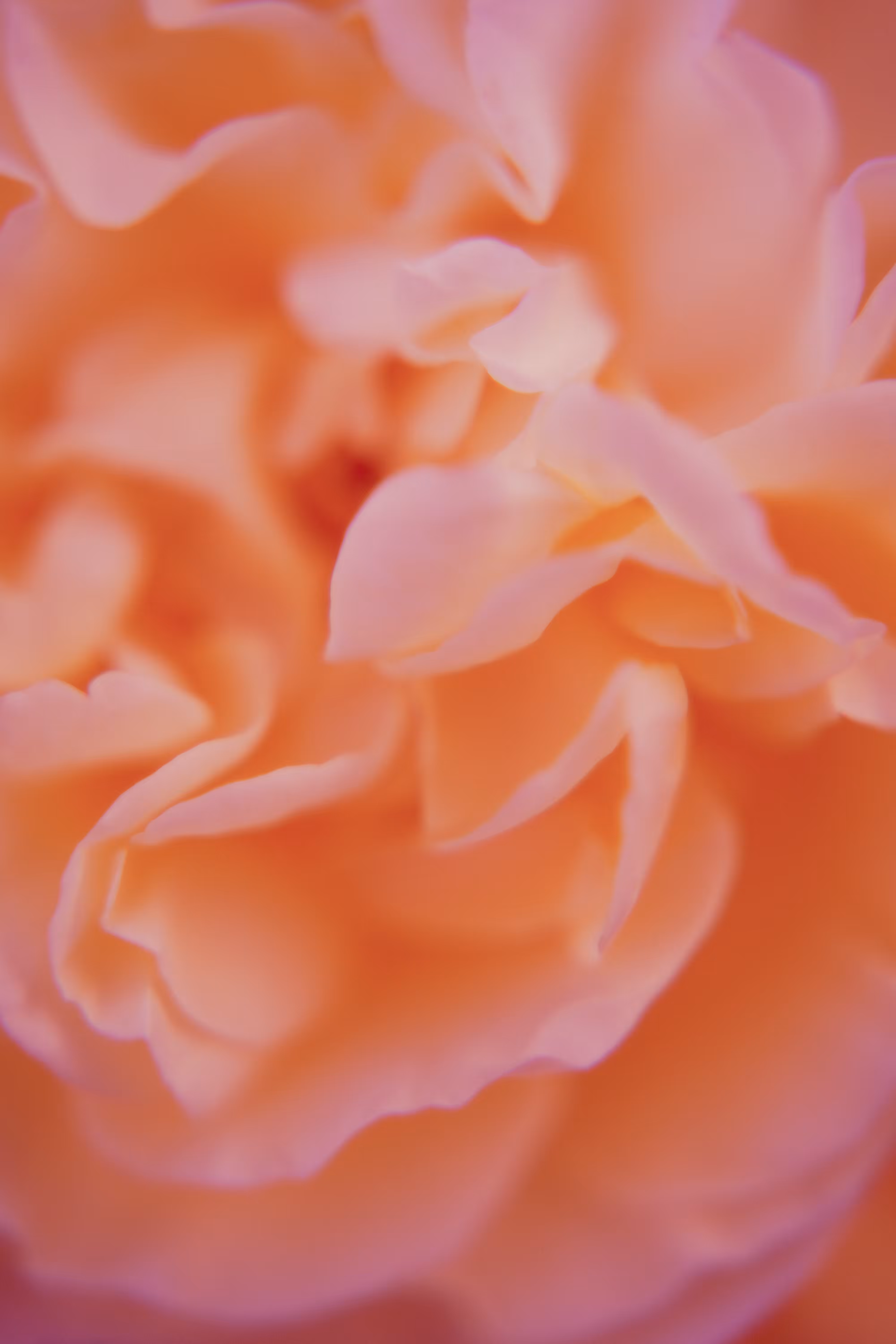 rosy  dreams
