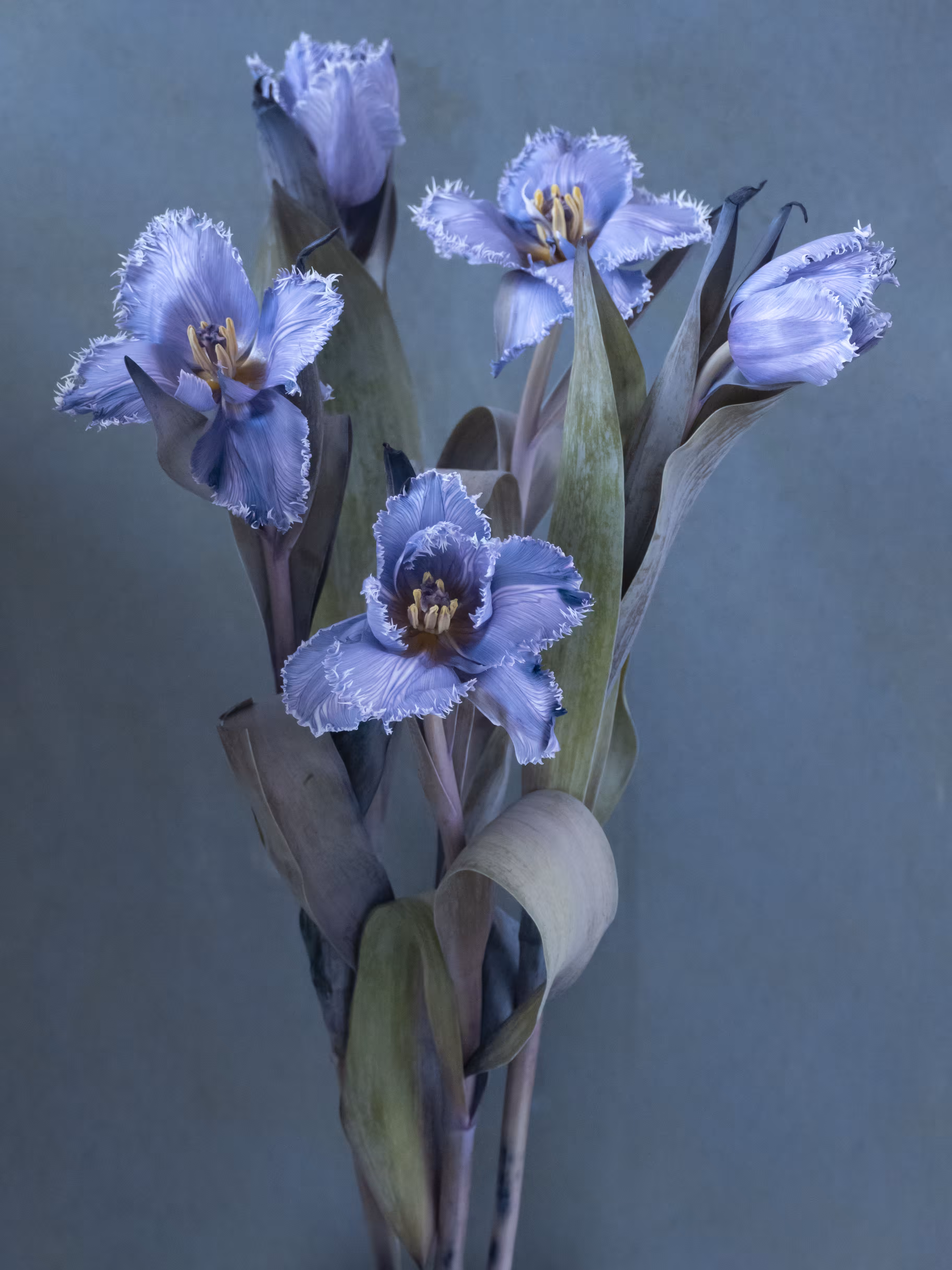 Still Life.6