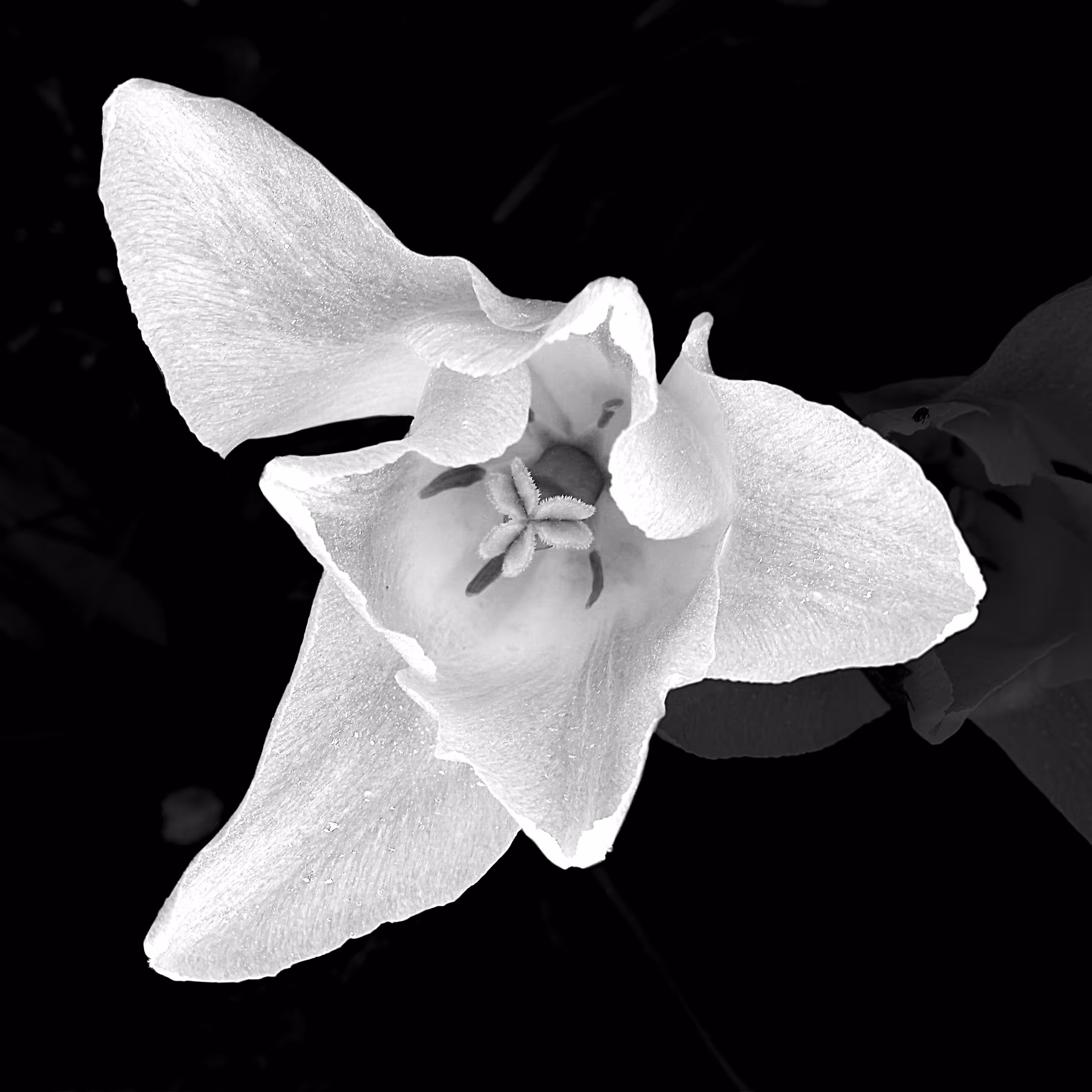 Flower 02