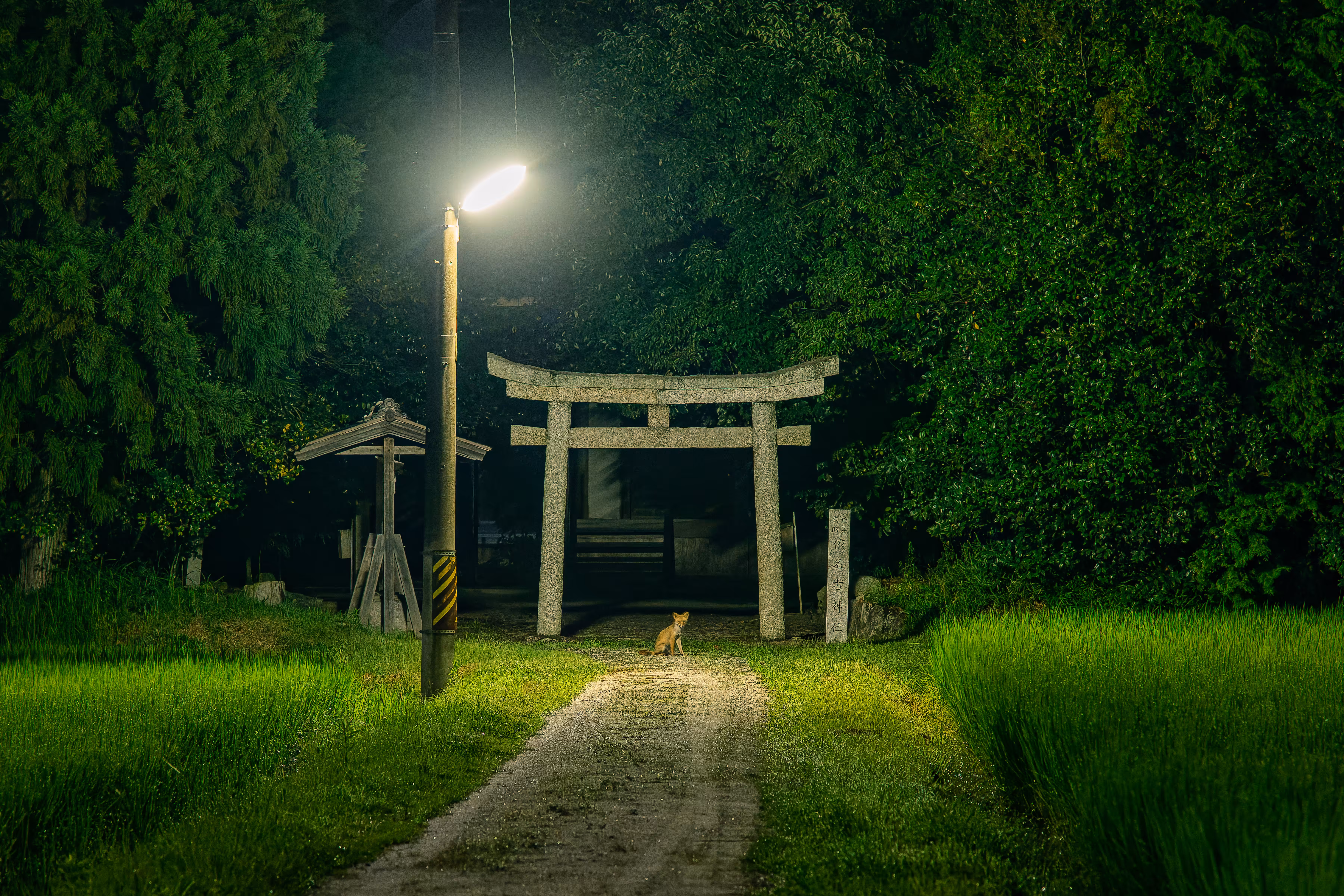 A fox standing under the torii gate at night
