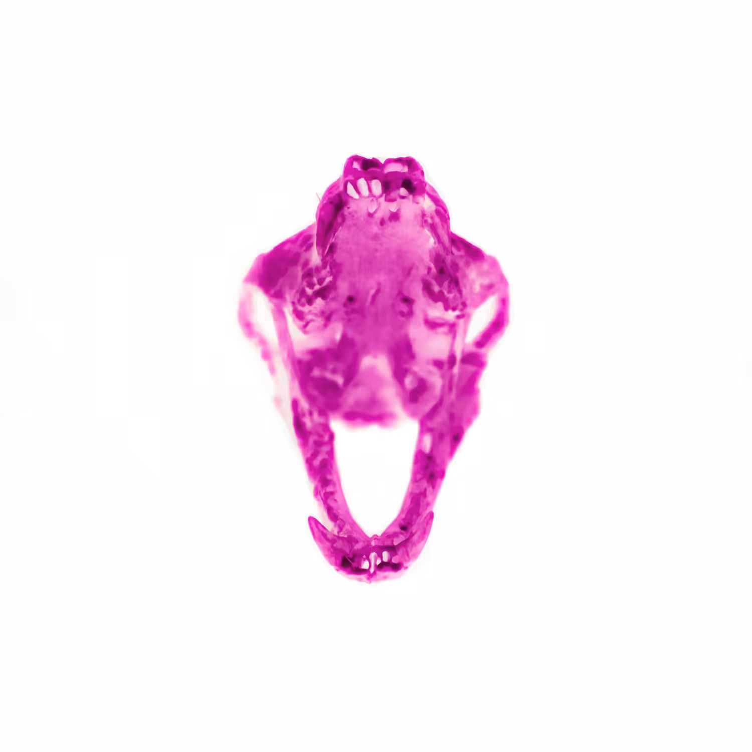 Radioactive Roadkill Pink Gamma (skunk)