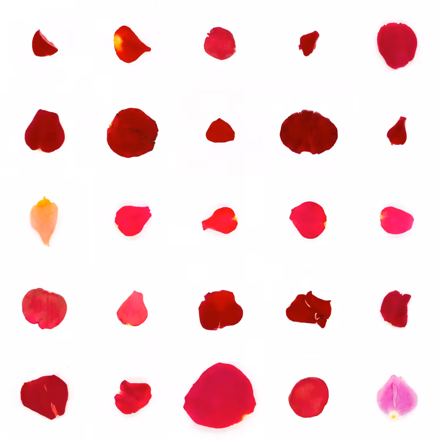 Infinite Petals 5x5#21704