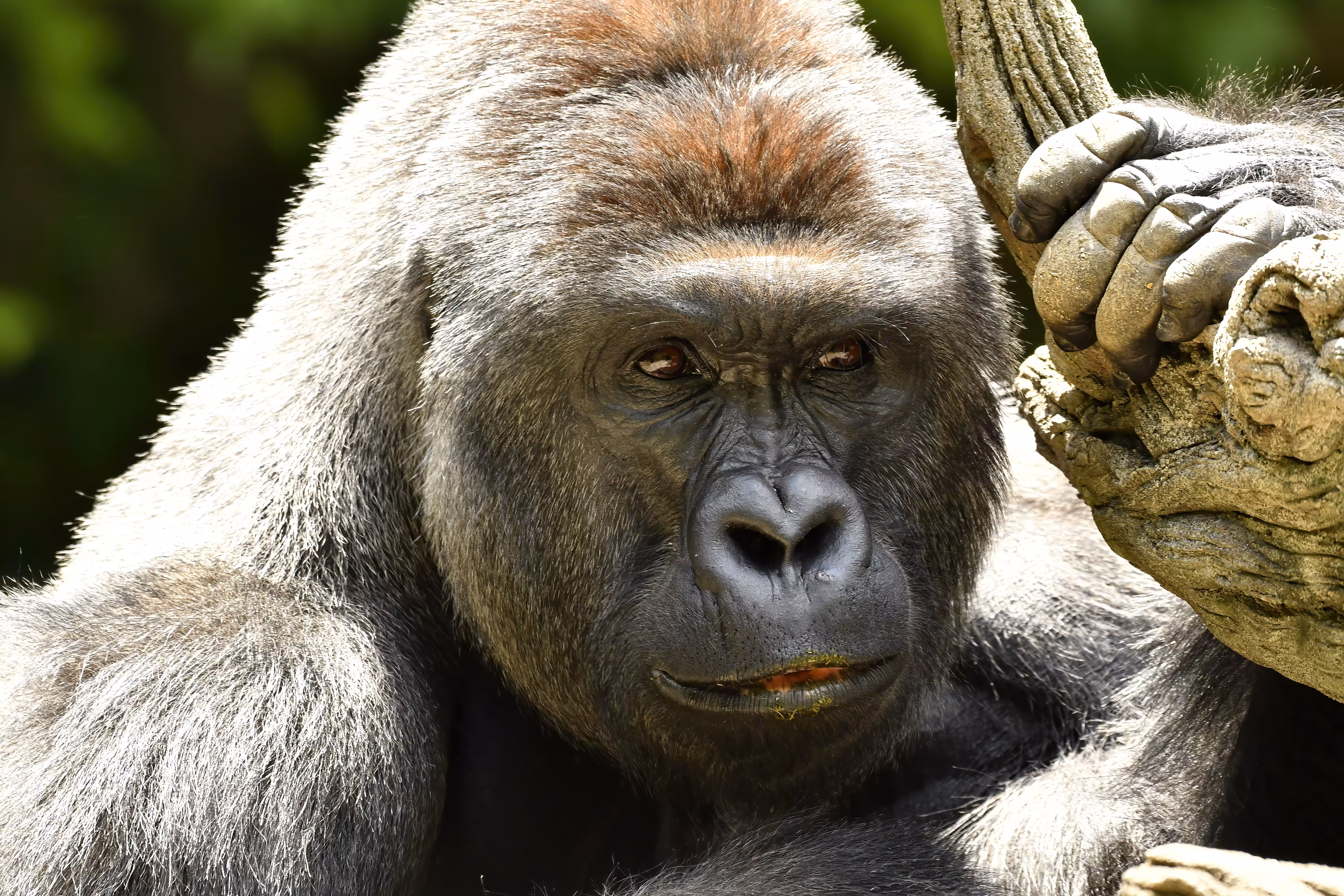 LEGENDS: HARAMBE: LEGENDS #22