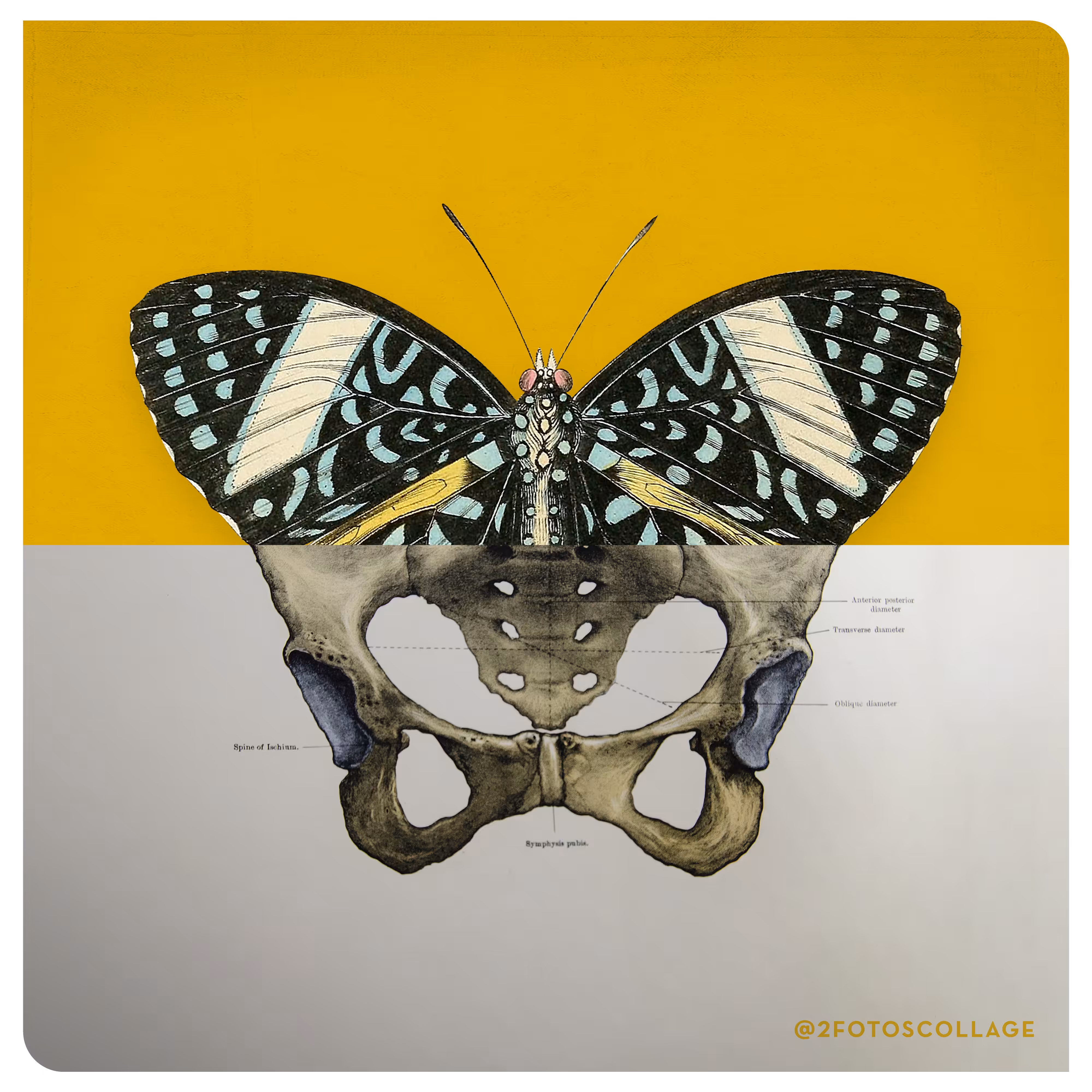 2FotosCollage ButterflyBones 01