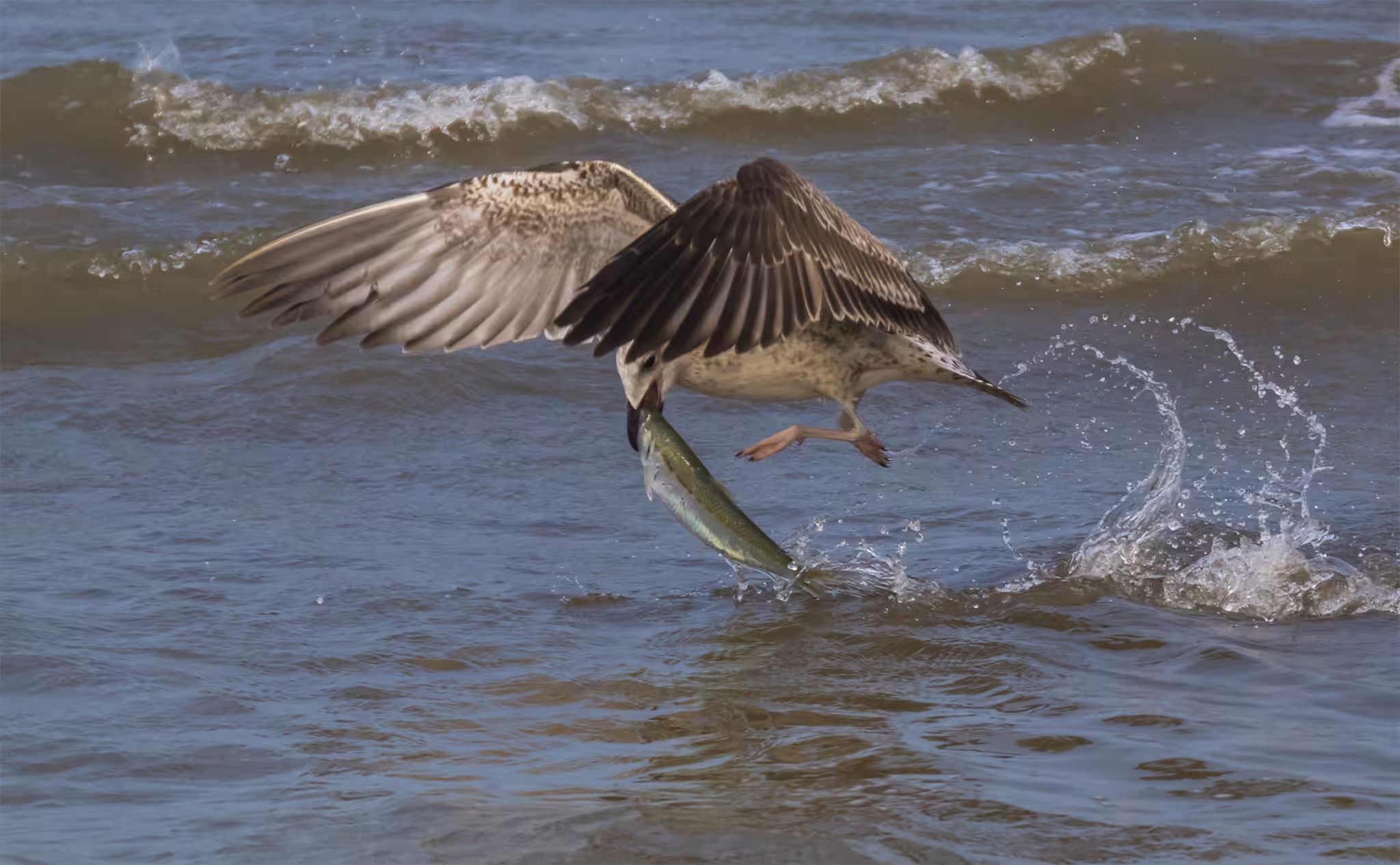 fisher