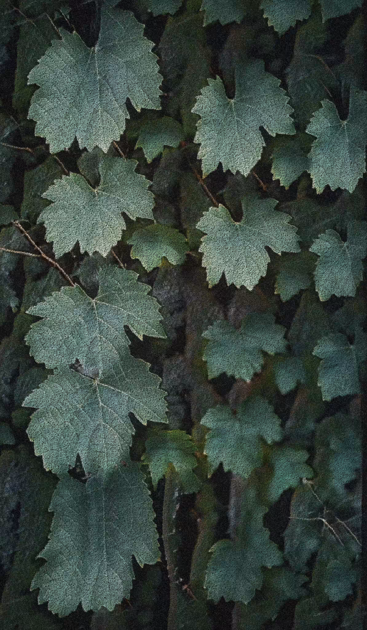 Apparatus Vitis #70