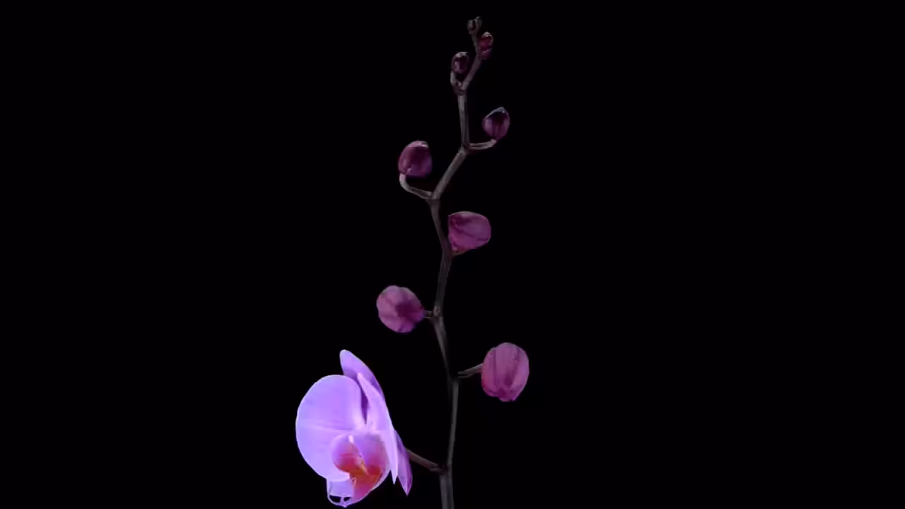 DATA.FLOWER()#11
