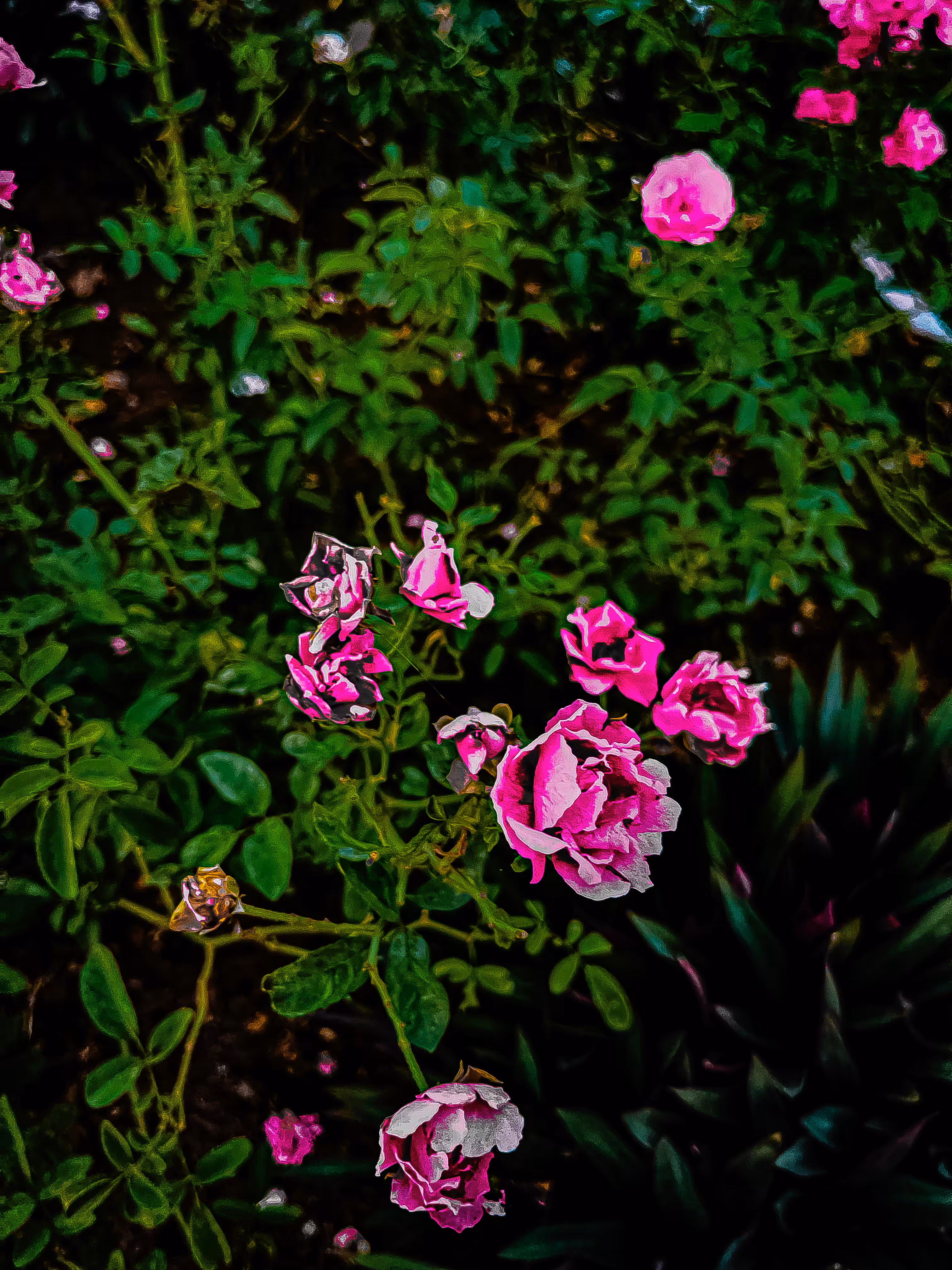 Storytelling Collection: “Petals in Rebellion”