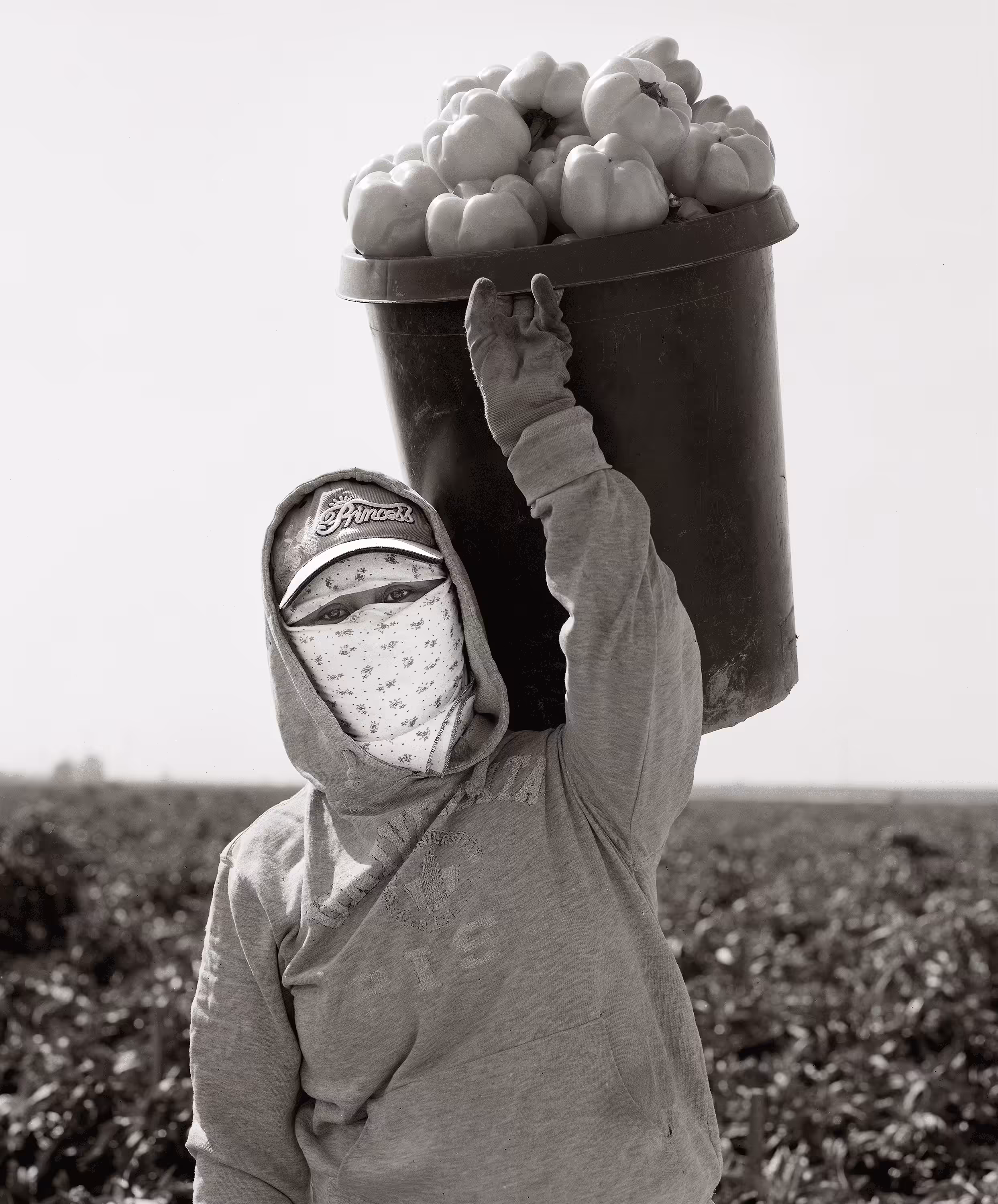 622_yellow_bell_peppers_bakersfield_ca