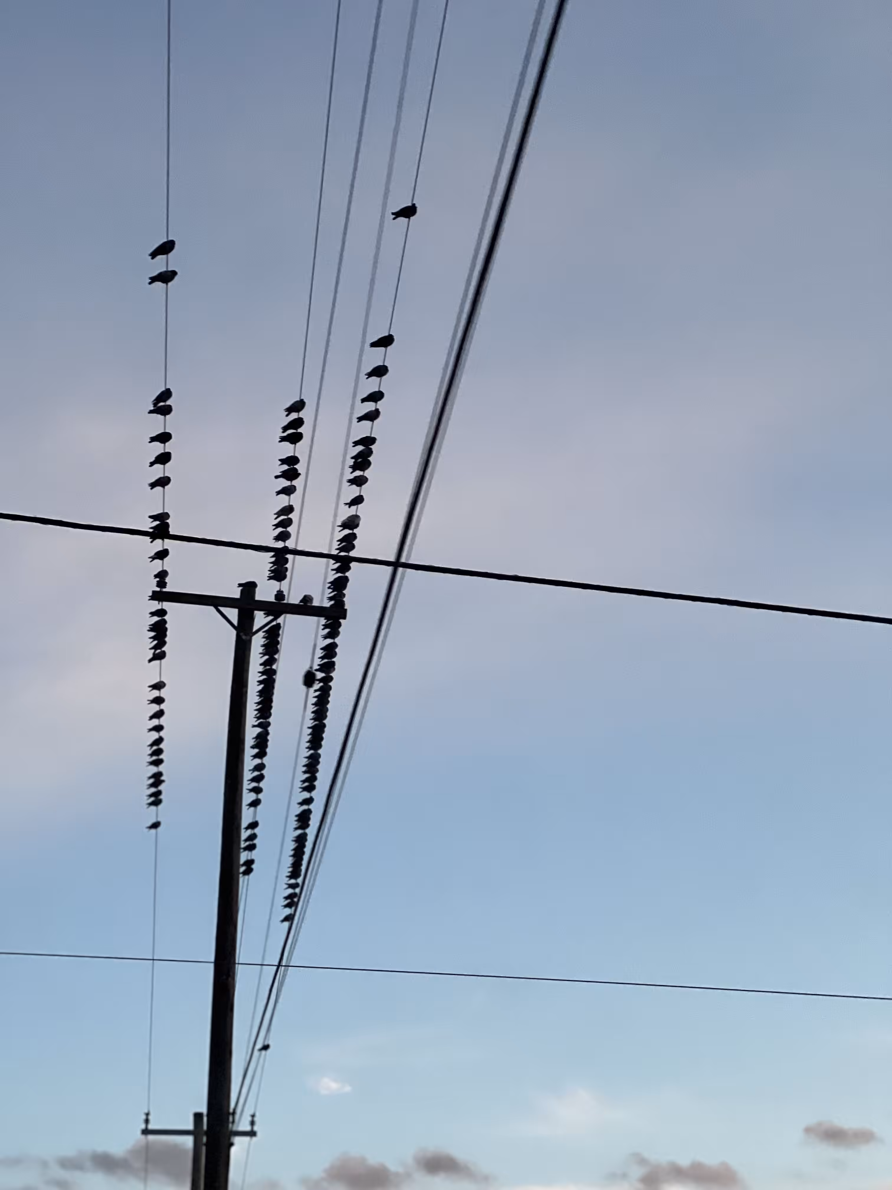 Birds lined up 🐦‍⬛