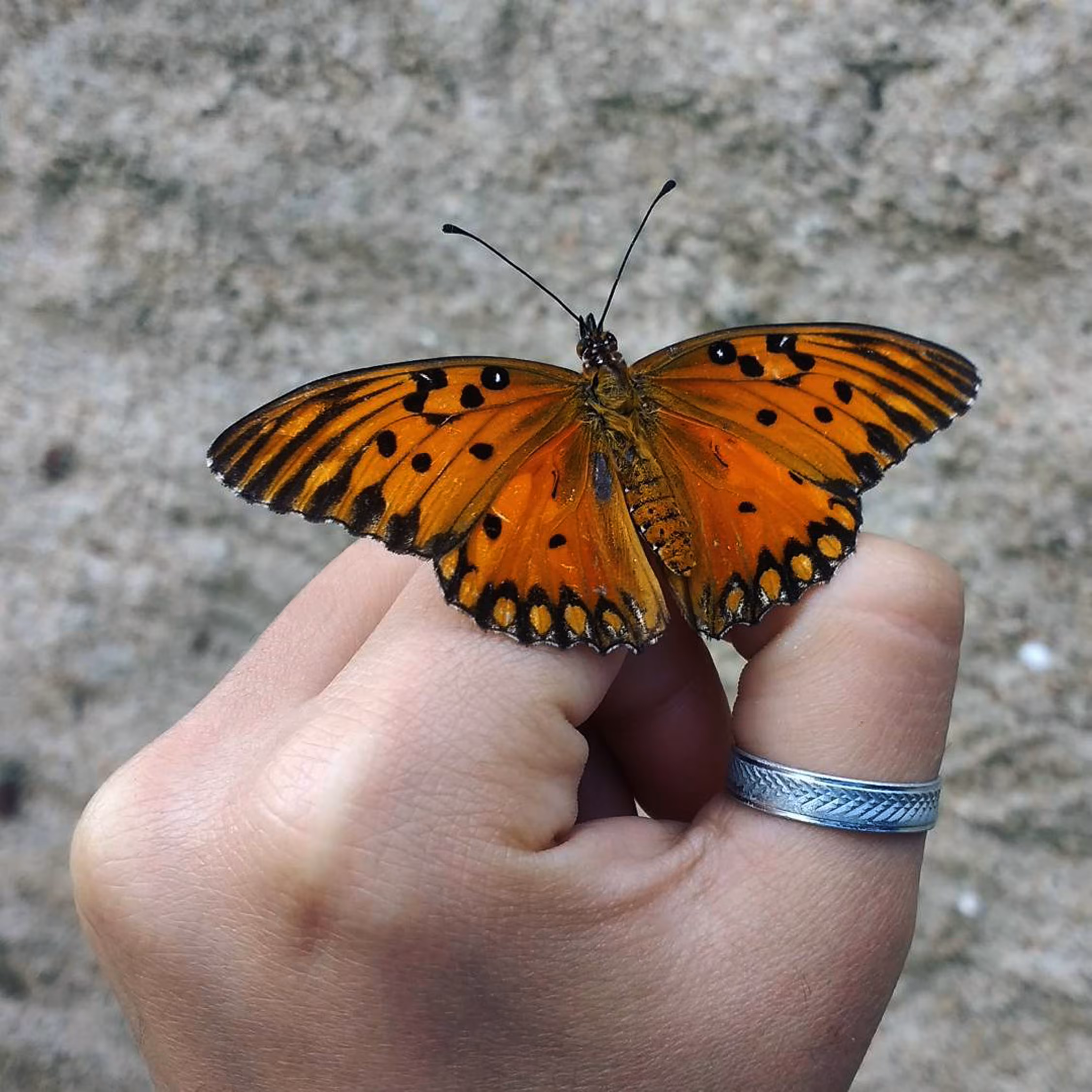 Agraulis vanillae