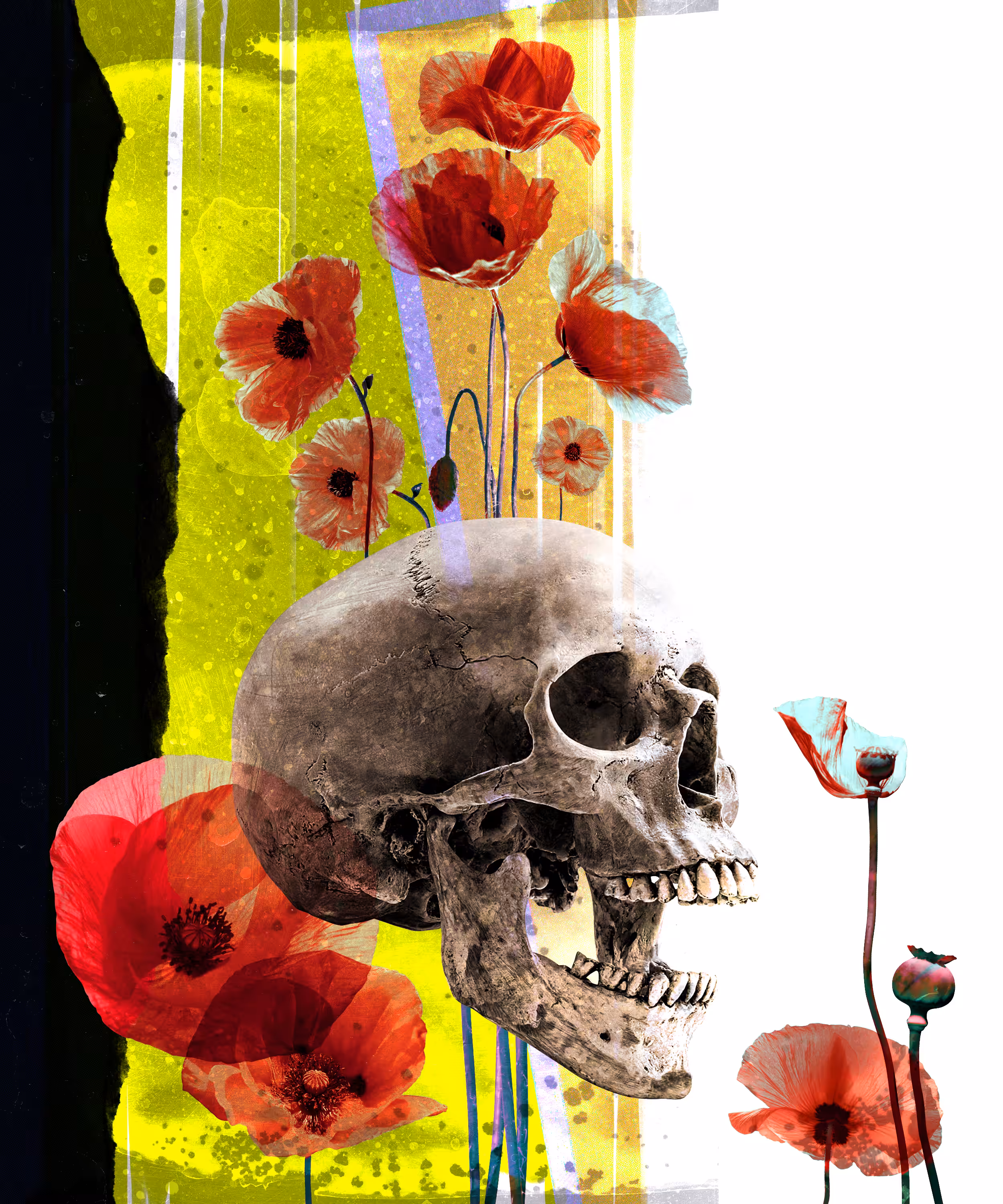 Still beloved. Poppies.