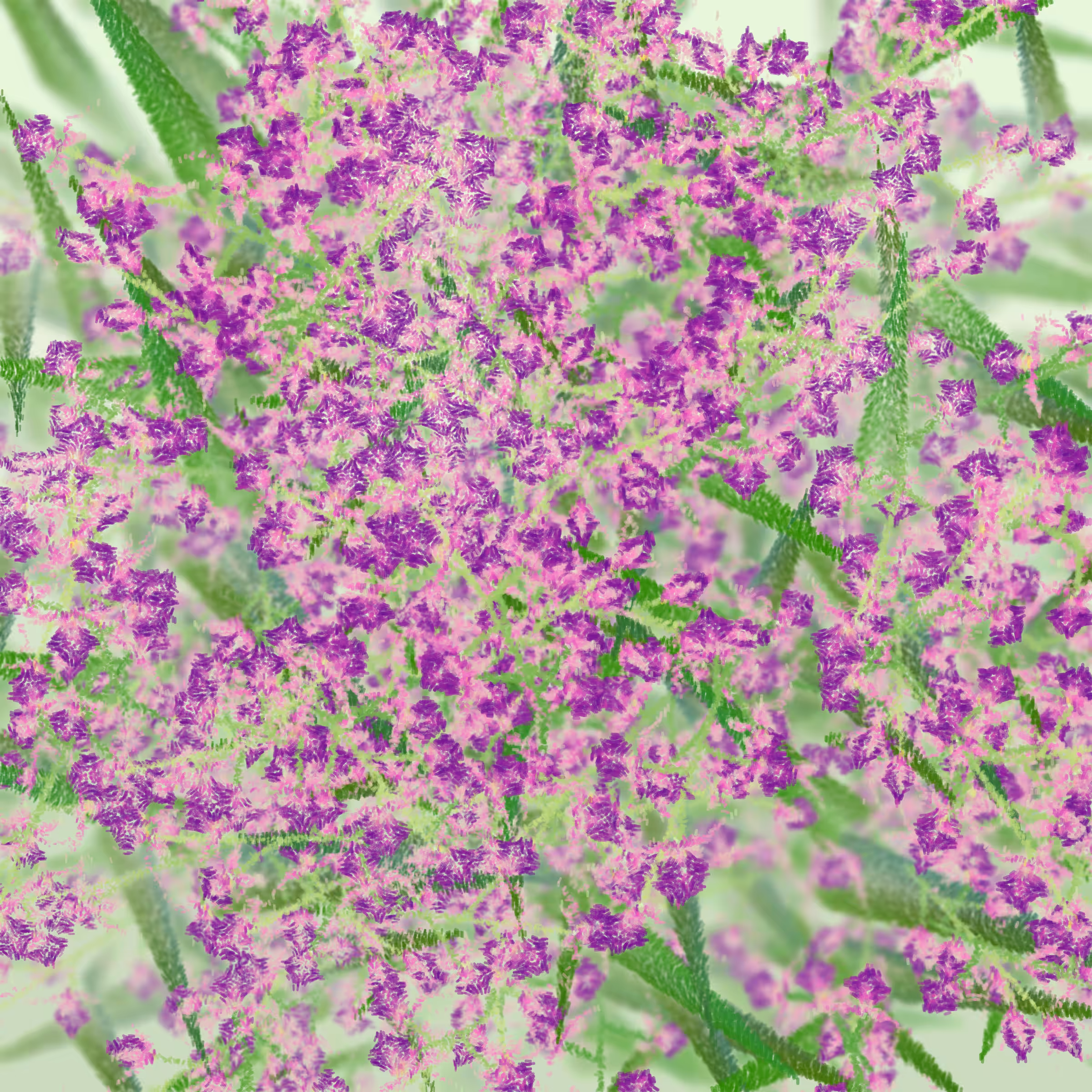 Cattleya #88