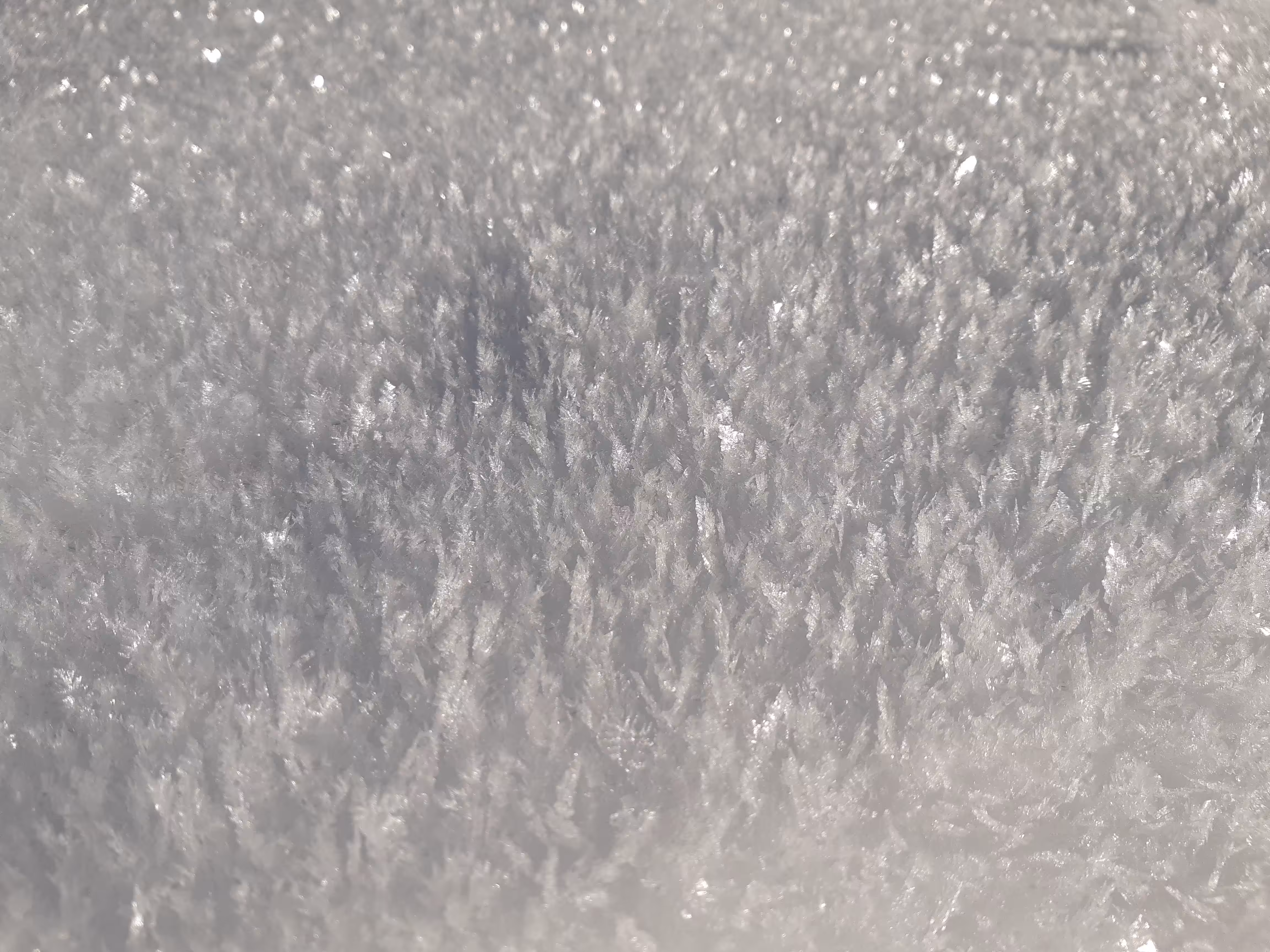 Fresh Snow