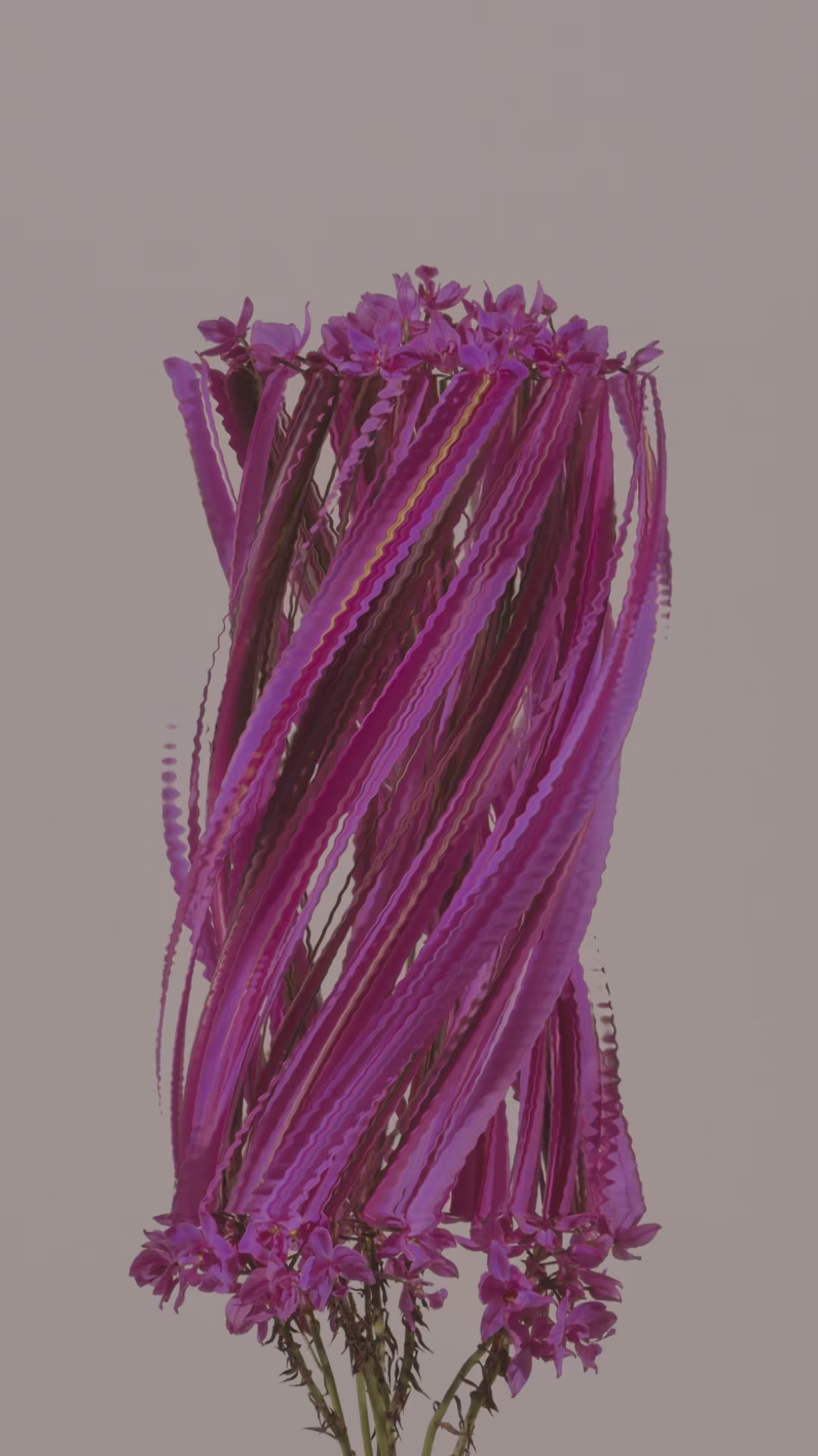 Ground Orchid, still
