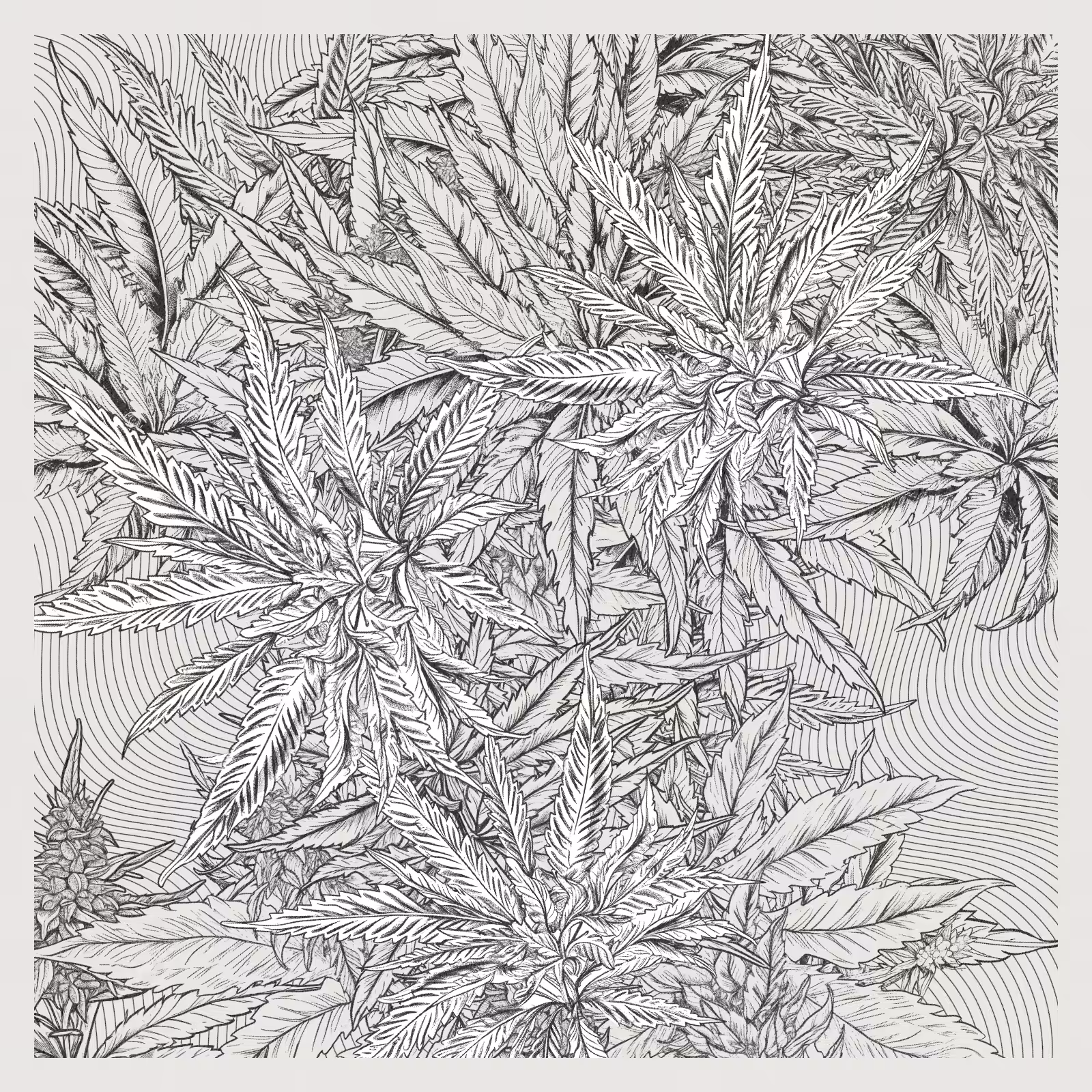 zancannabis #31