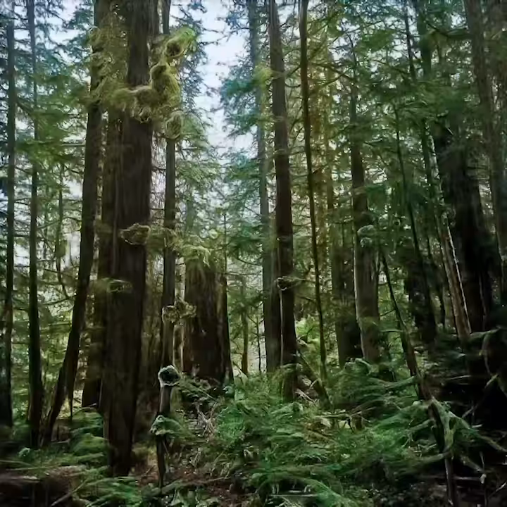 Possible Forests