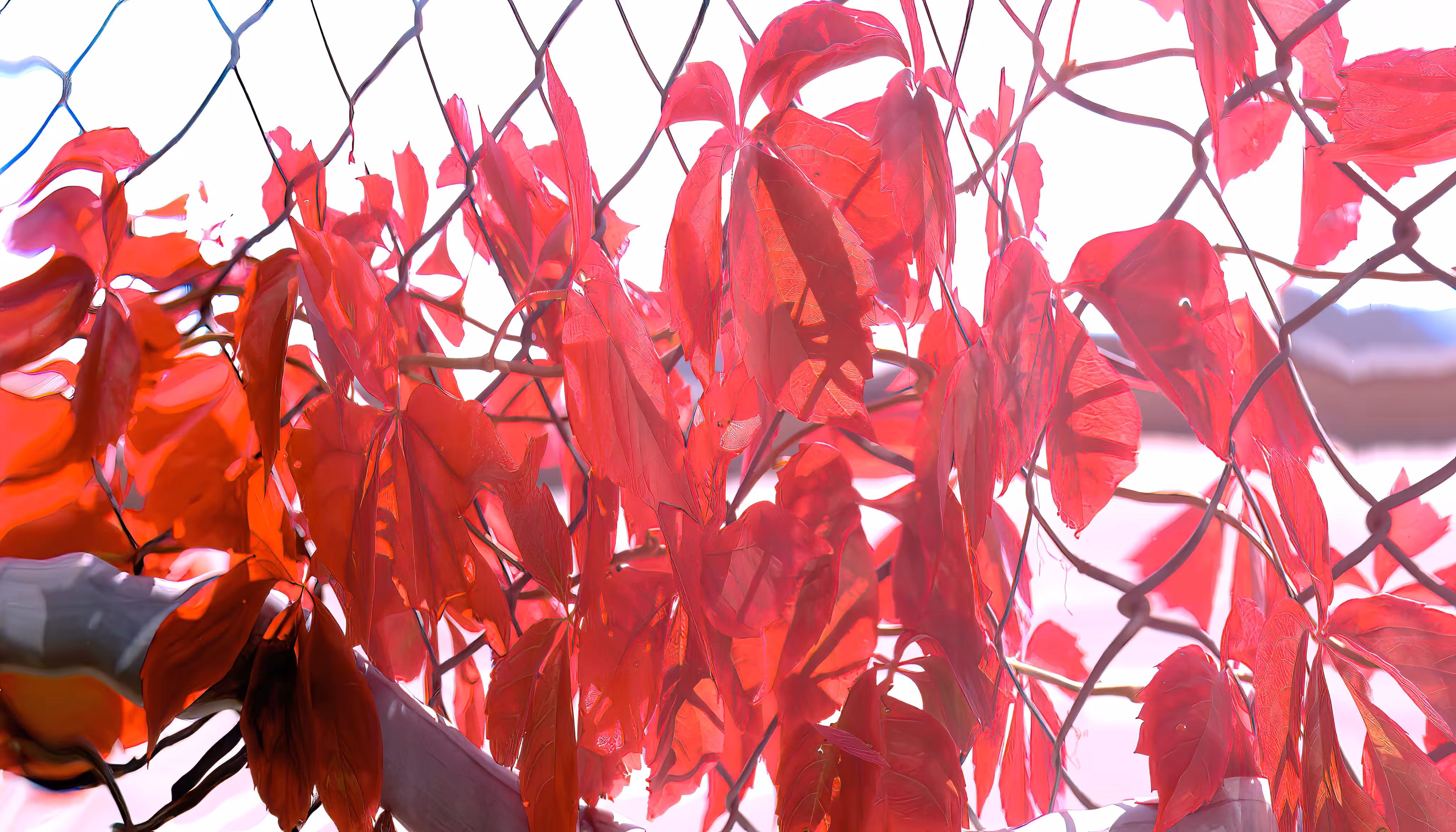 red and silver