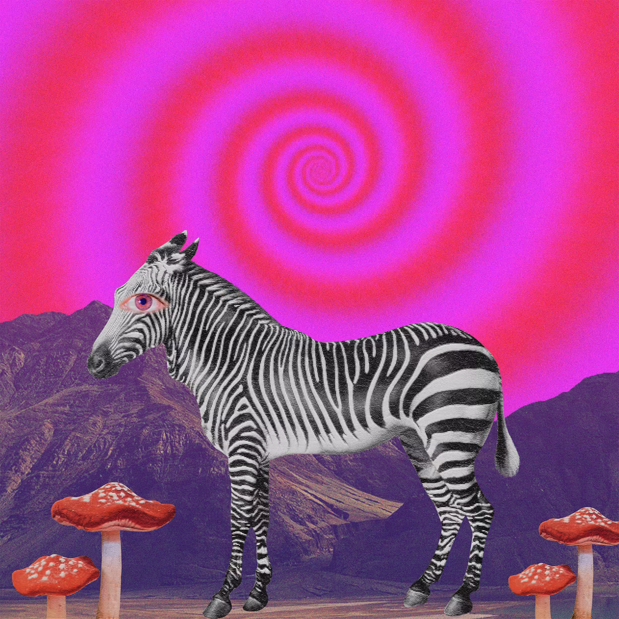 Focus on the Zebra
