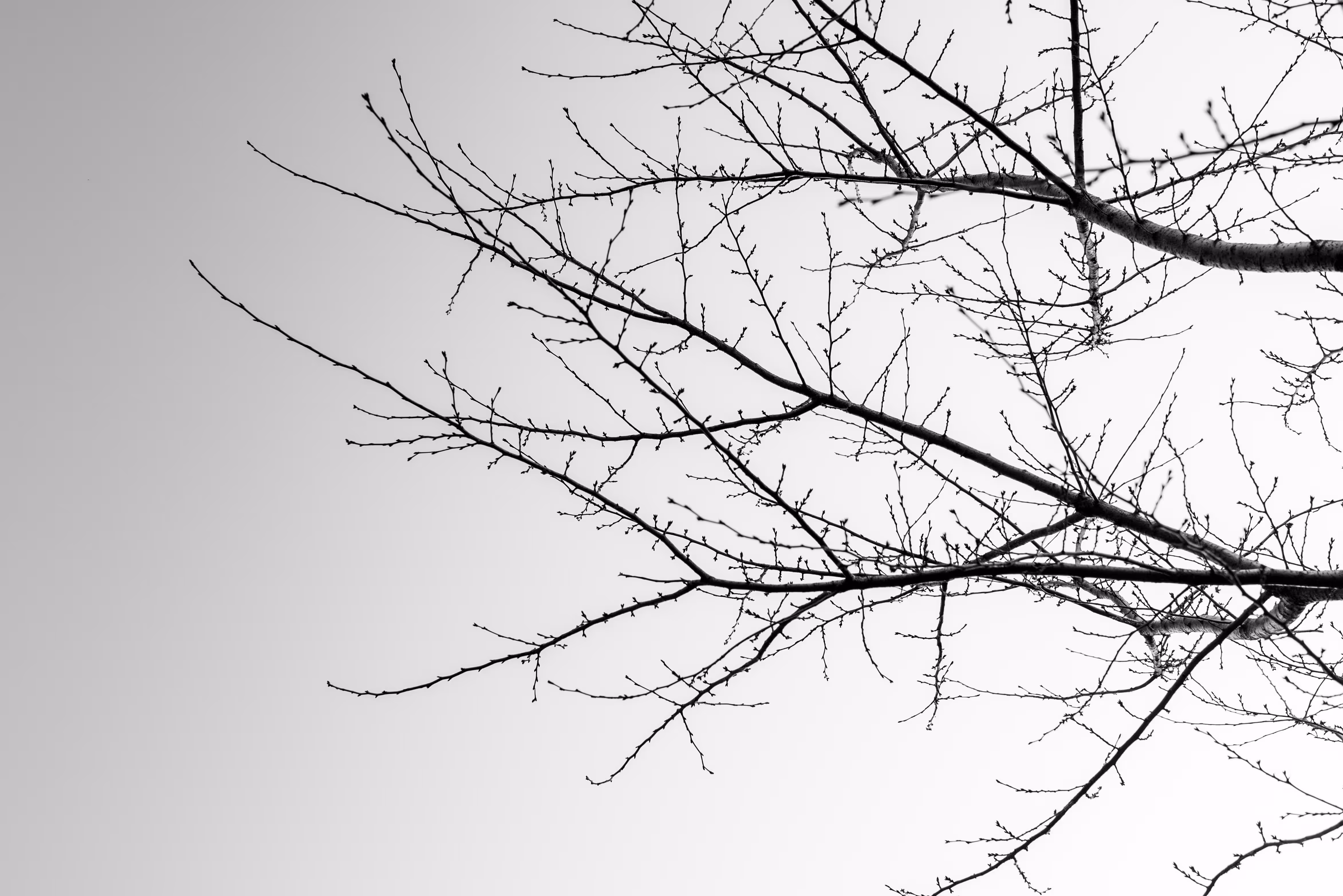Rodeo posts: Raw Materials: Trees 2