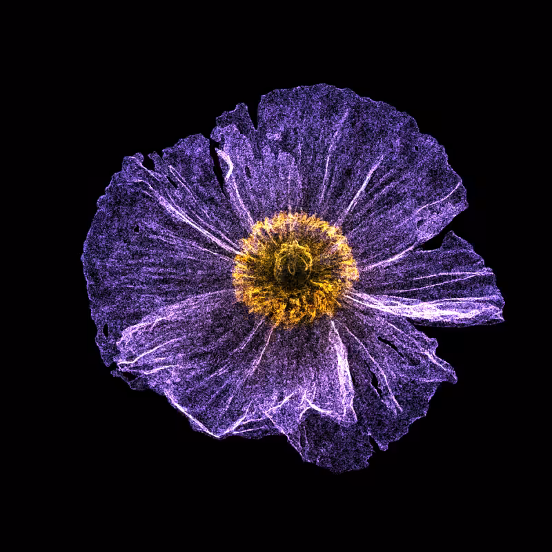 White Poppy 30 #83