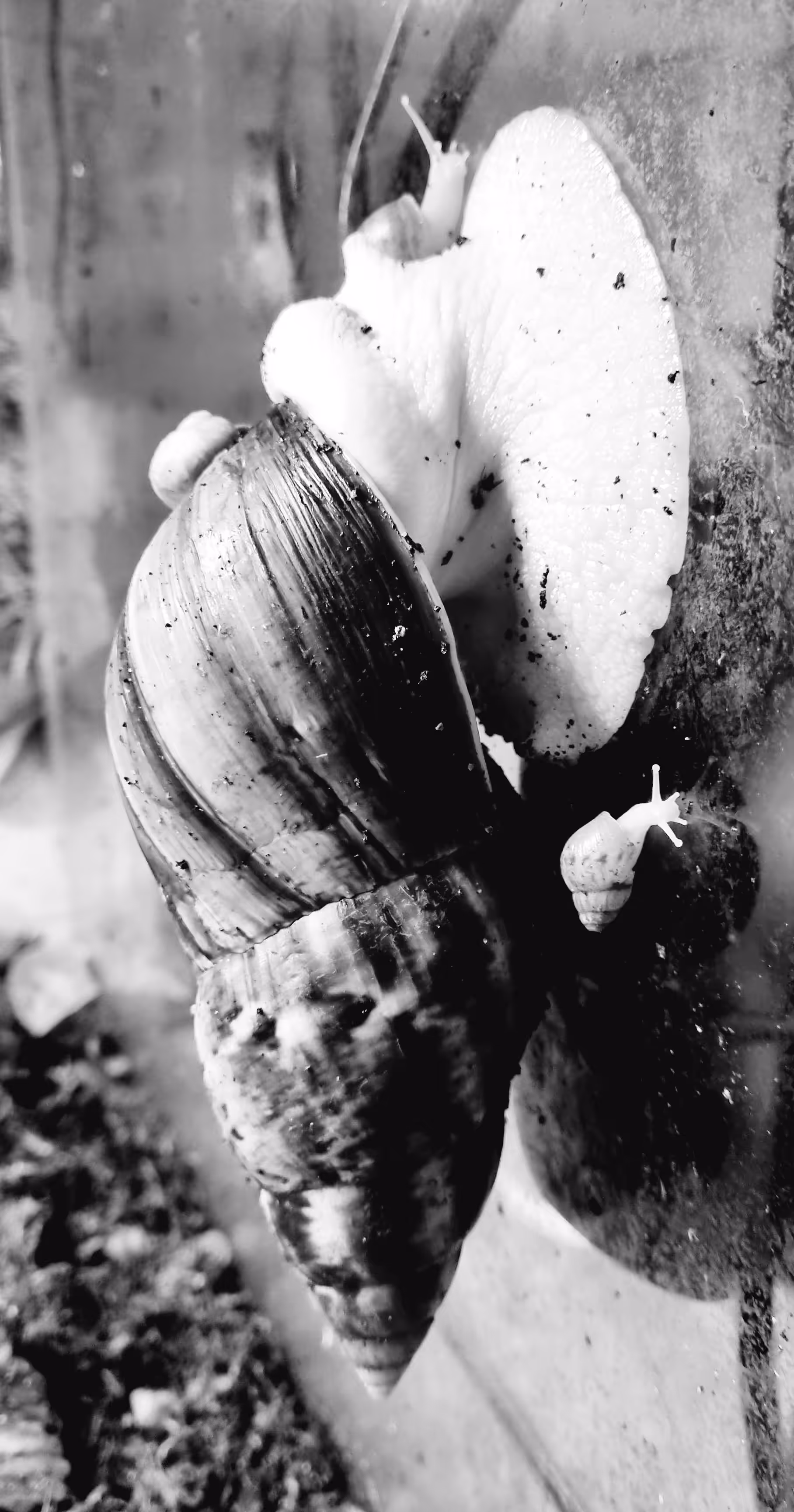 snails lifetime